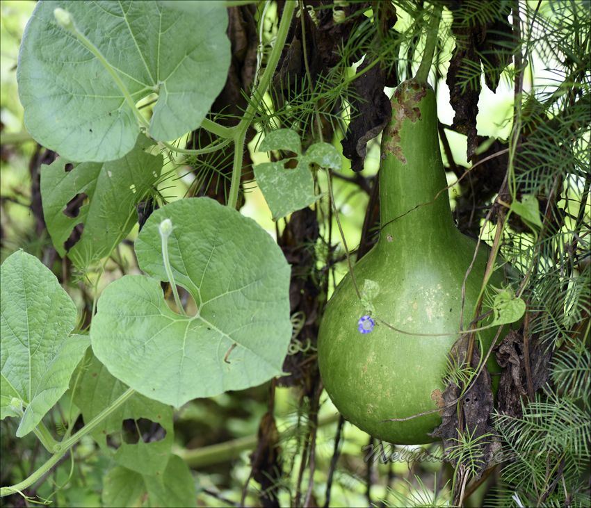 Lagenaria siceraria