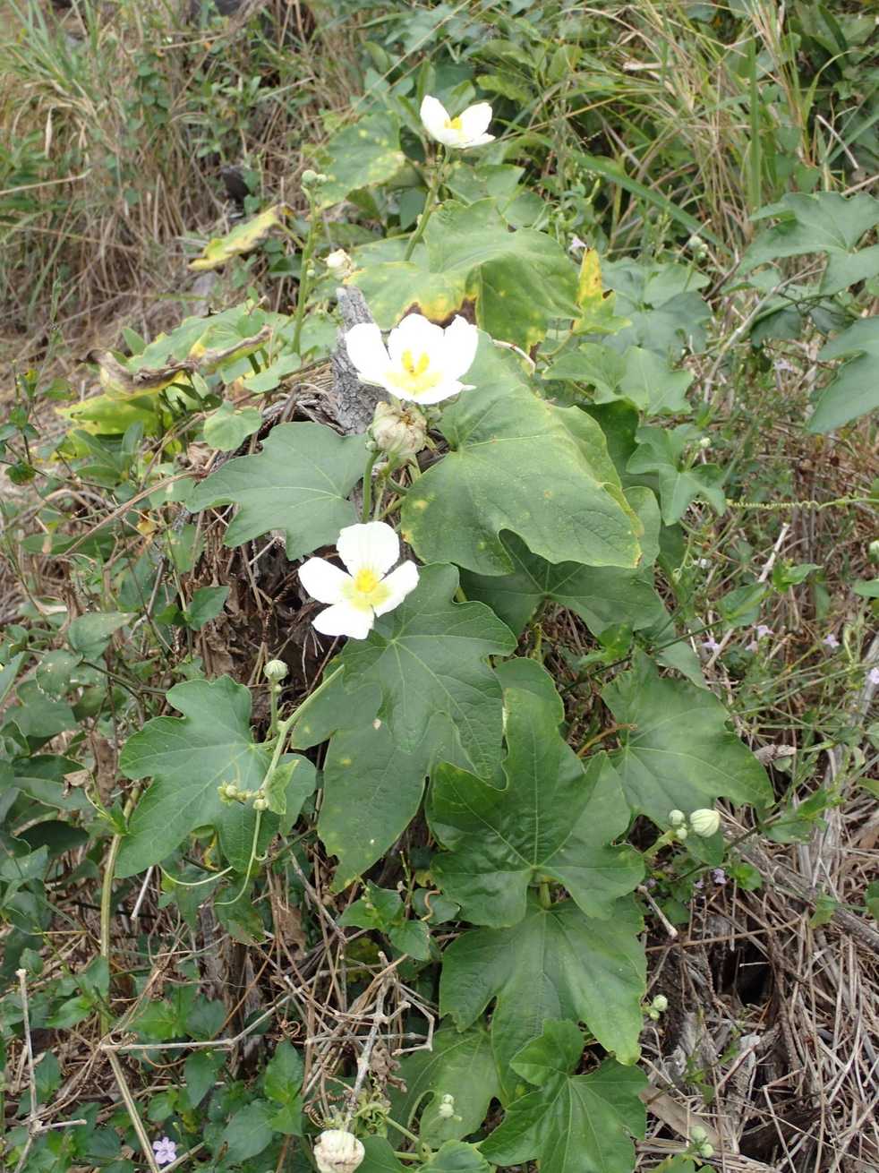 Lagenaria sp.