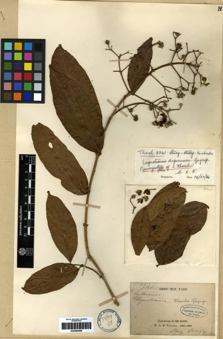 Lagerstroemia duperreana