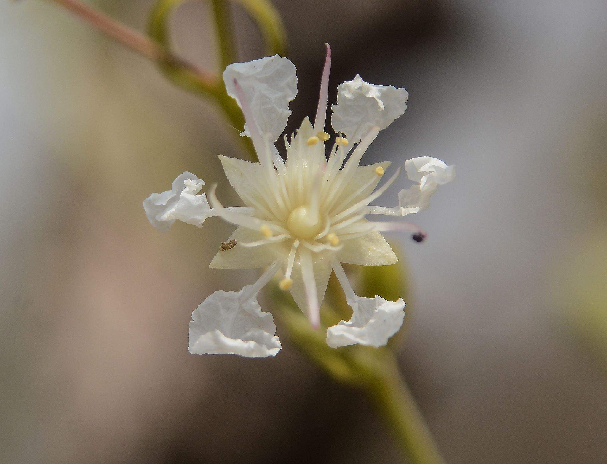 Lagerstroemia parviflora