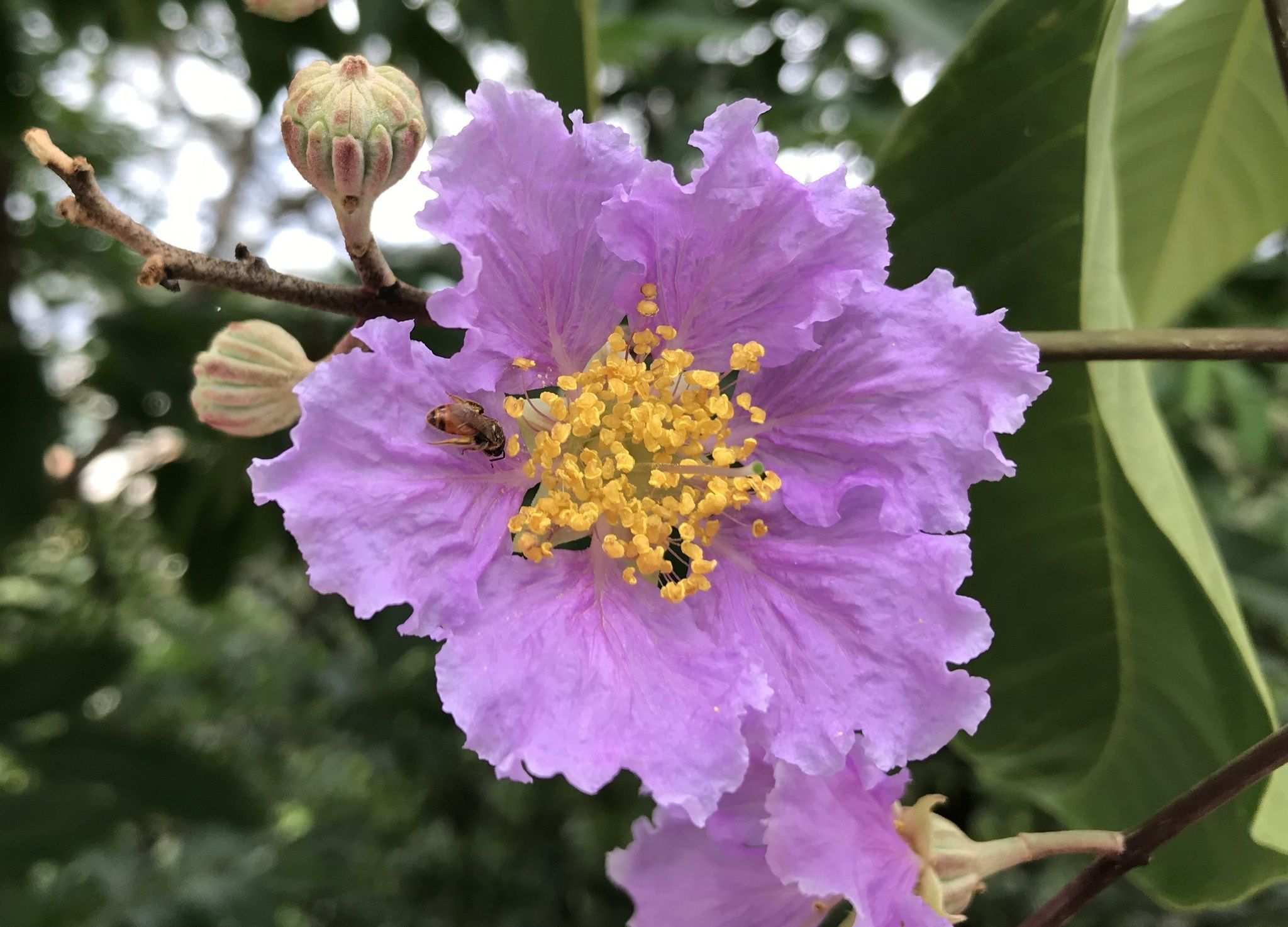 Lagerstroemia speciosa