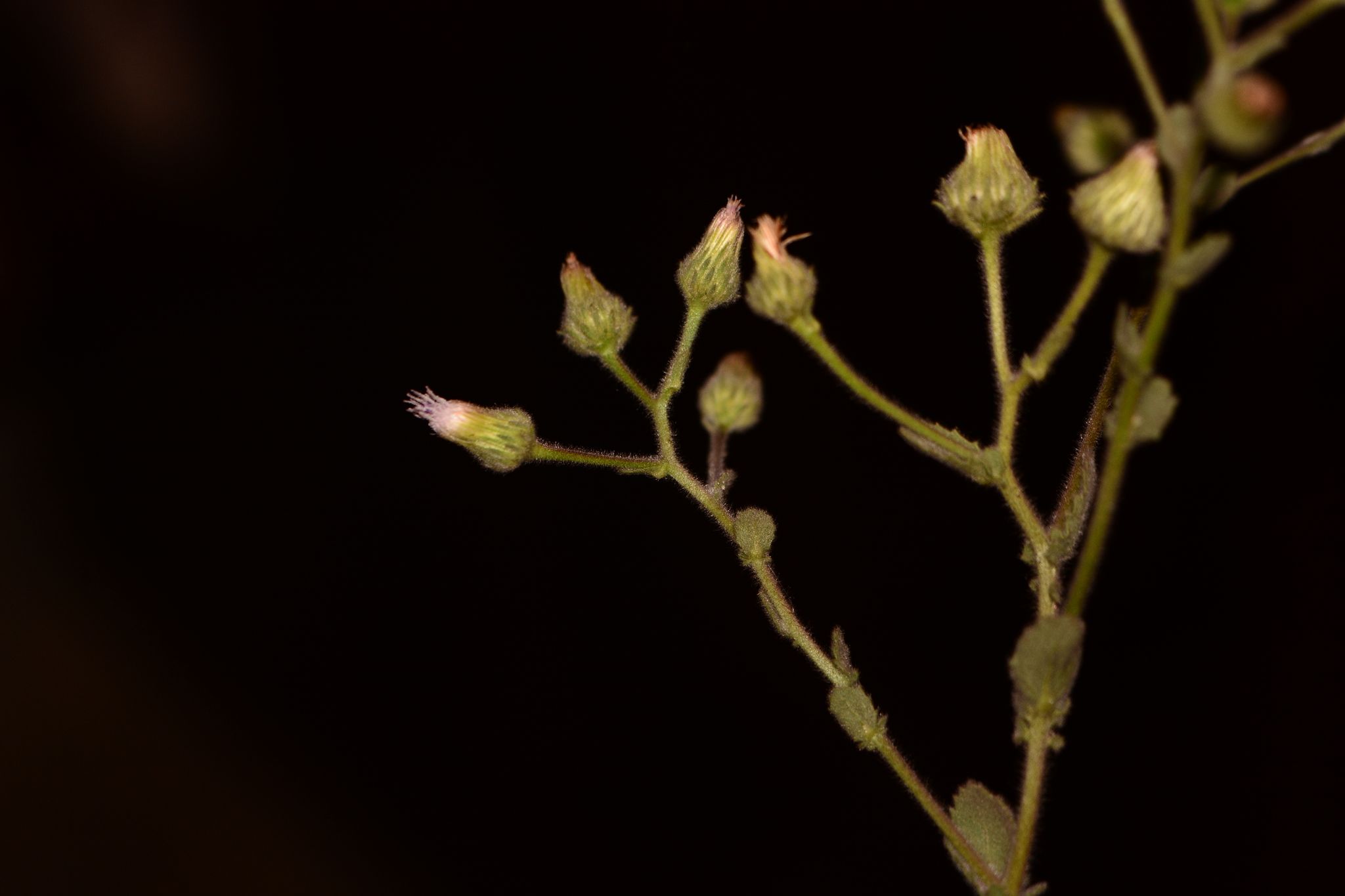 Laggera aurita