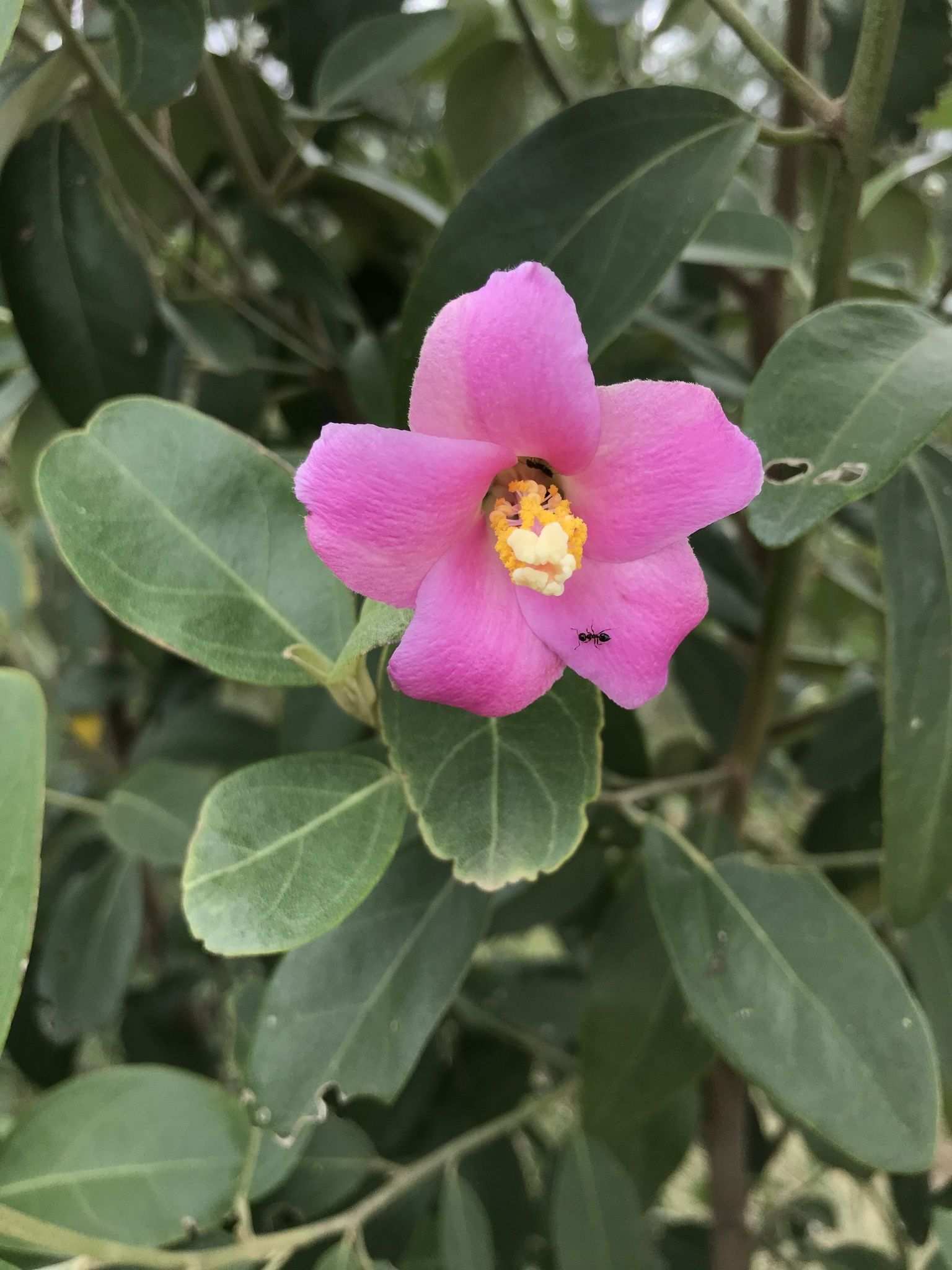 Lagunaria patersonia