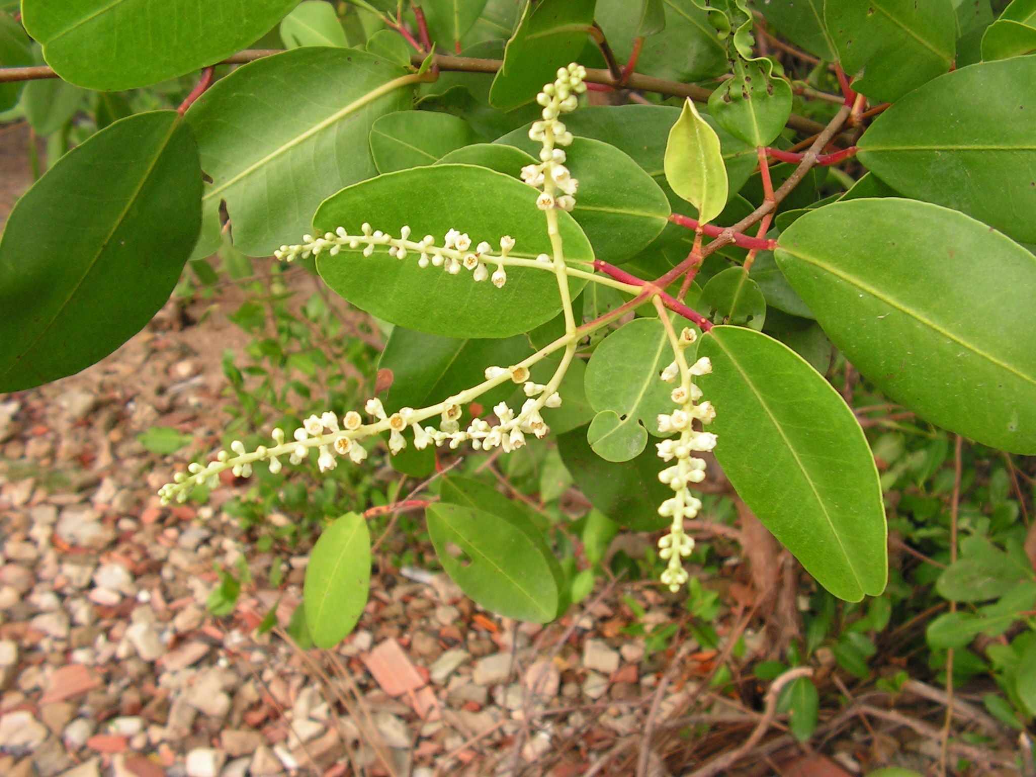 Laguncularia racemosa