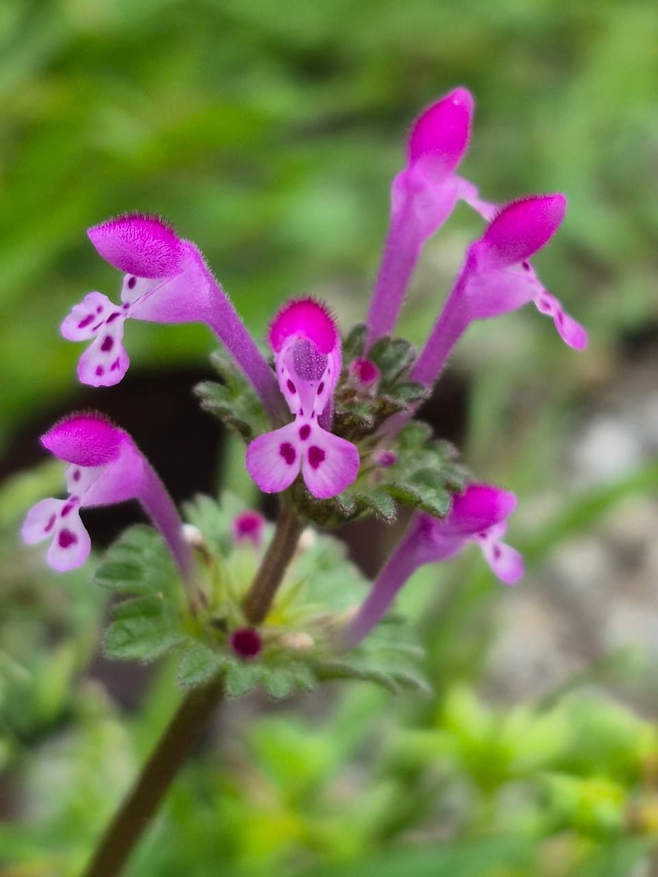 Lamium amplexicaule