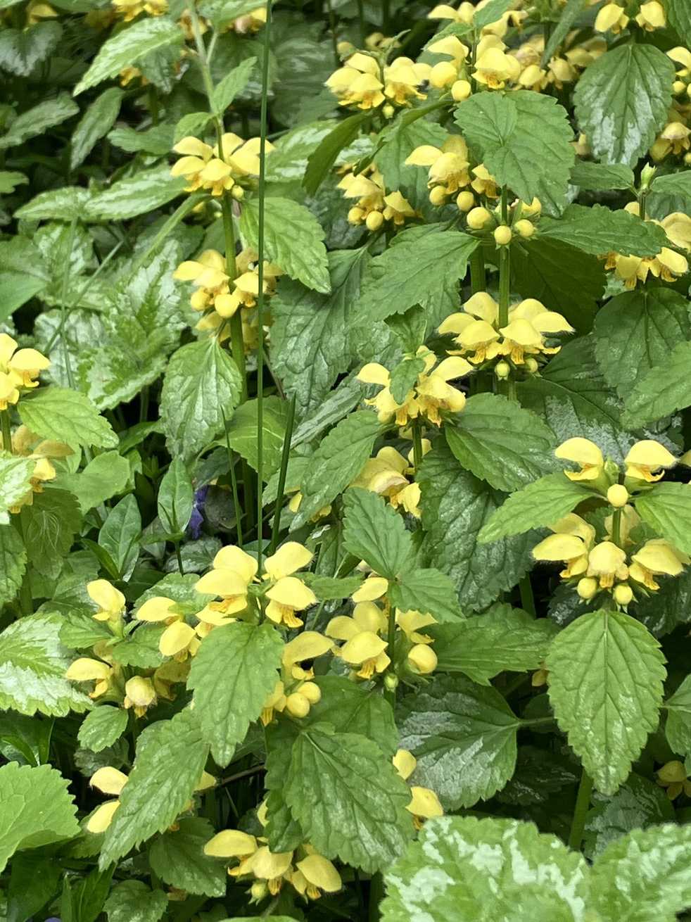Lamium galeobdolon