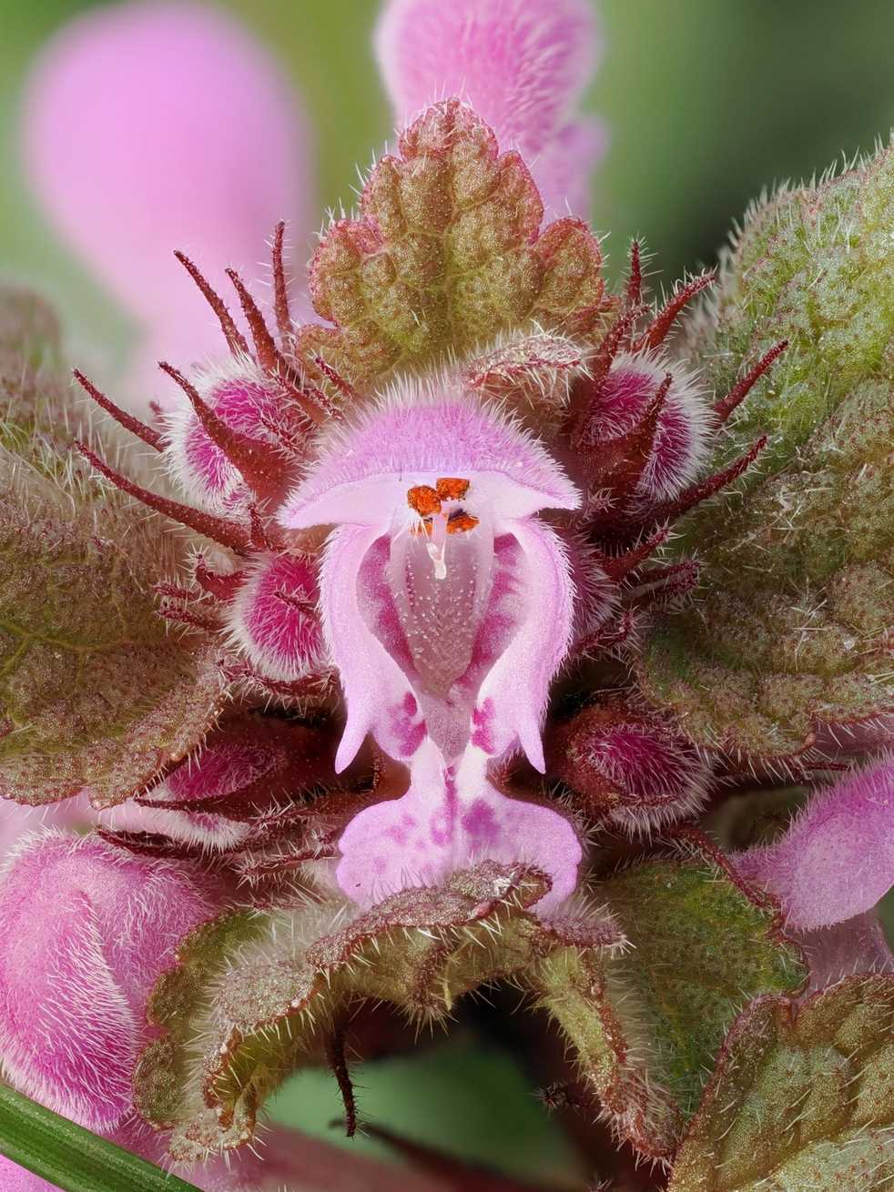 Lamium purpureum