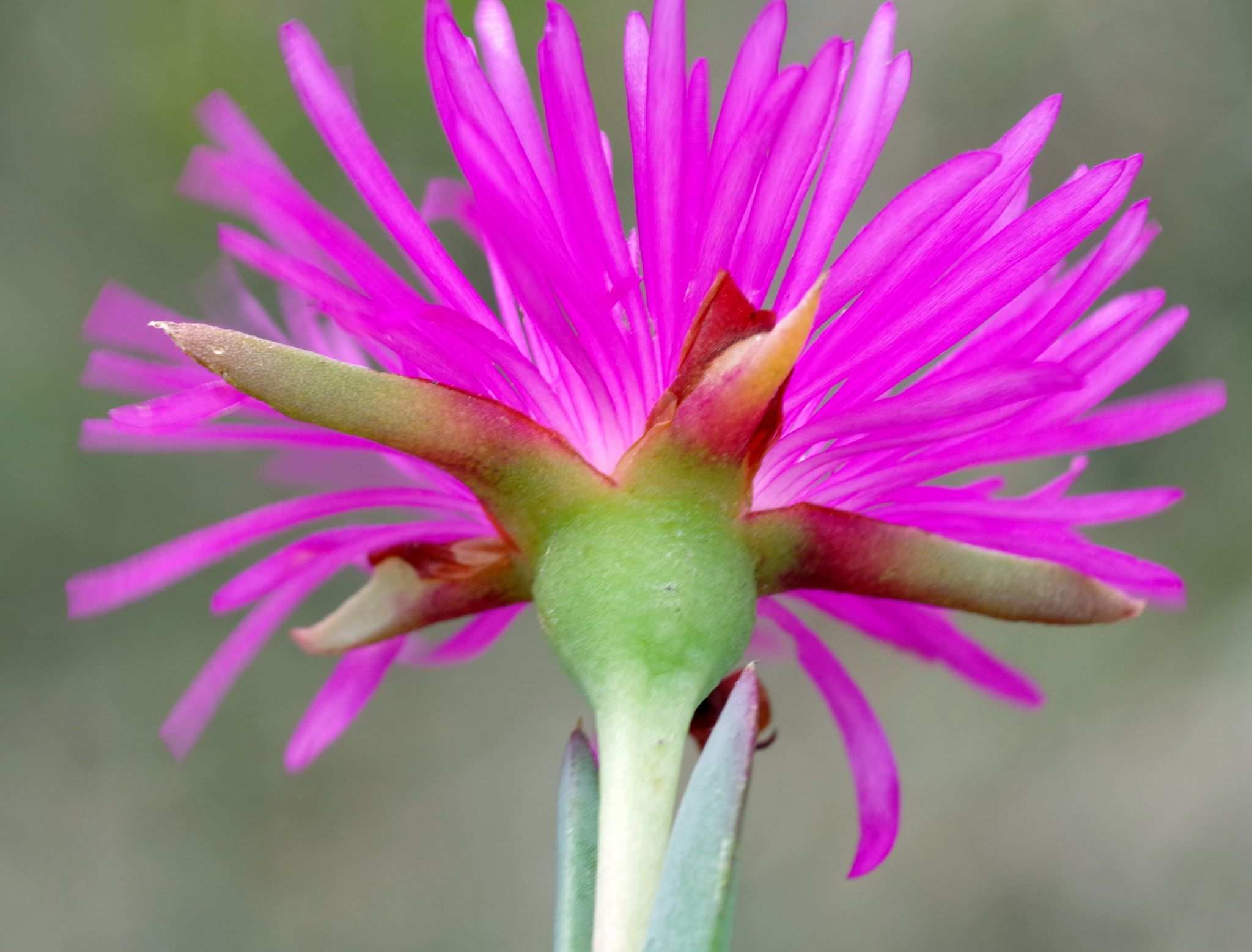 Lampranthus sp.