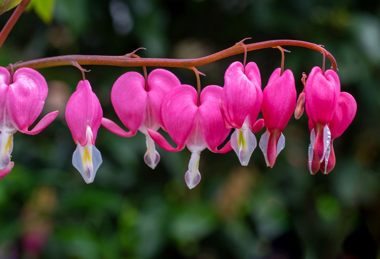 Lamprocapnos spectabilis