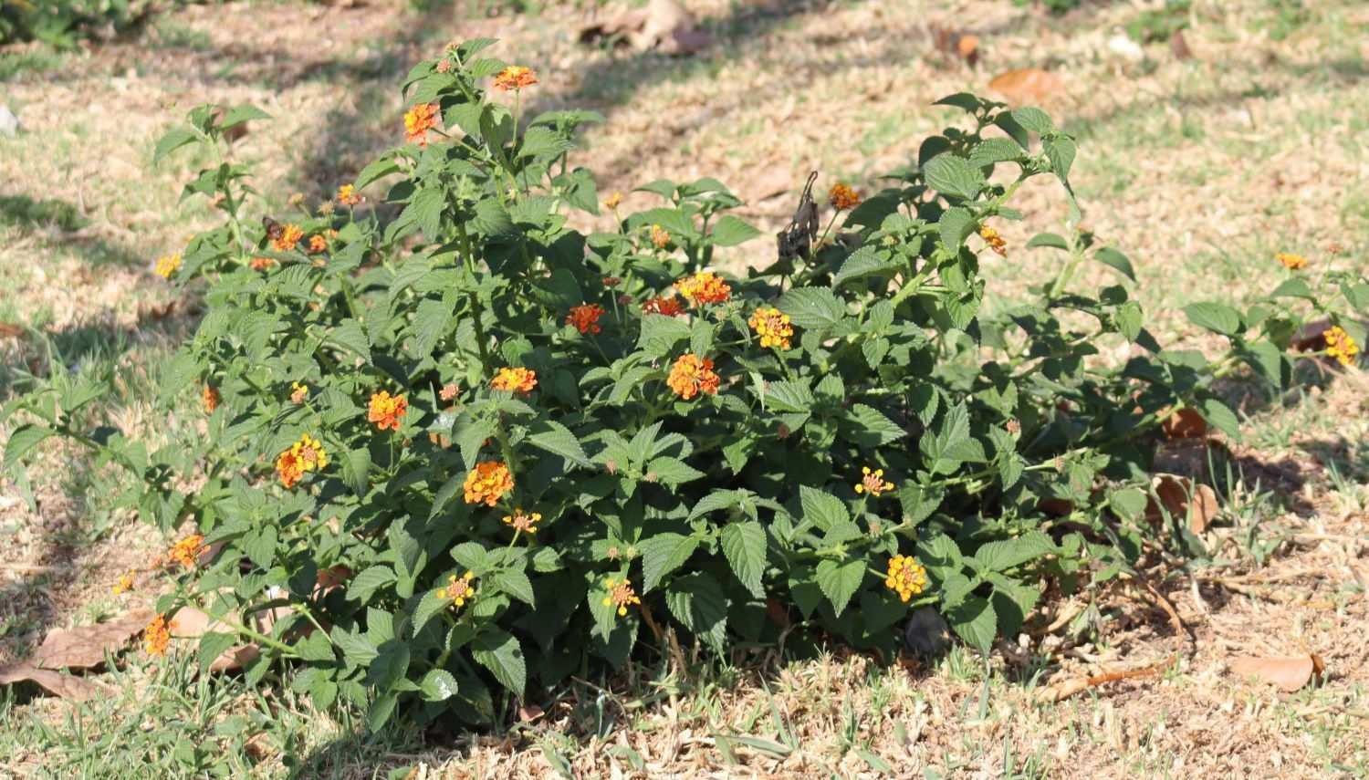 Lantana camara