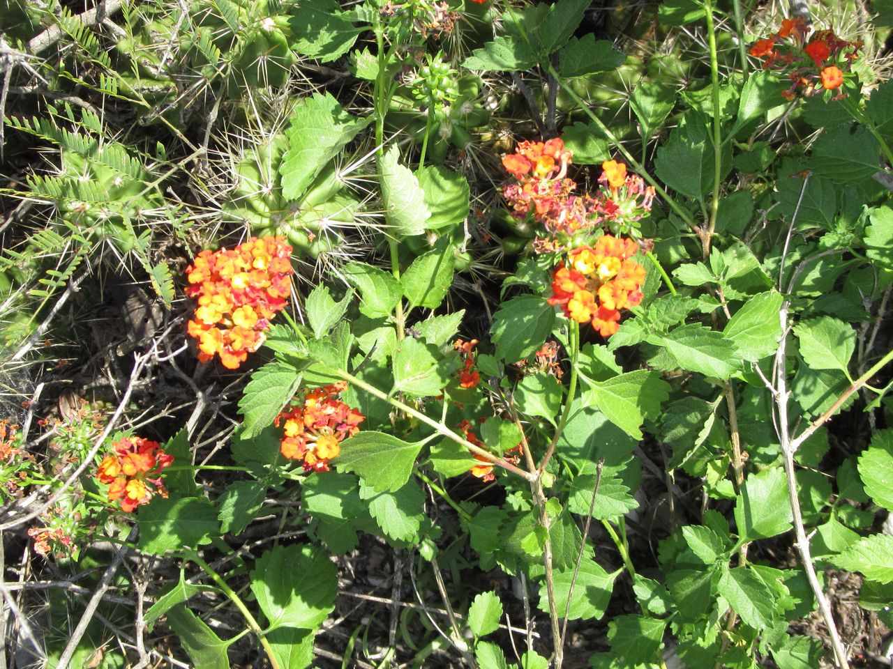 Lantana horrida