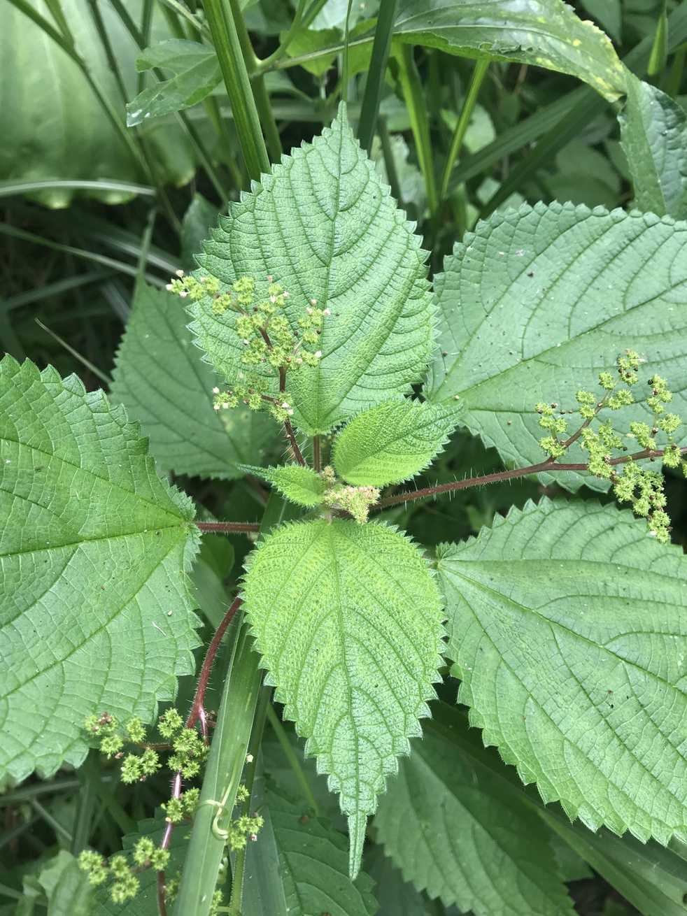 Laportea aestuans