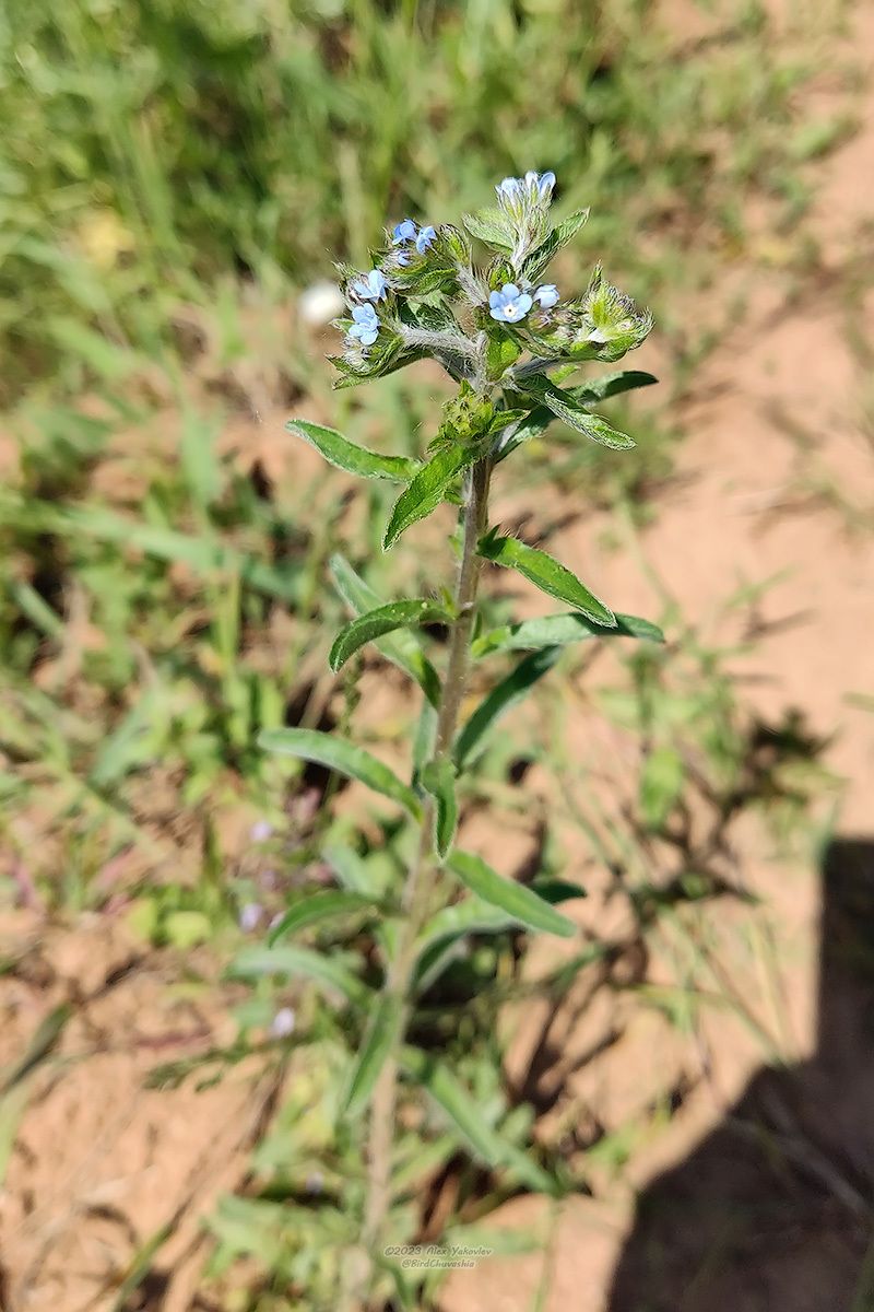Lappula squarrosa