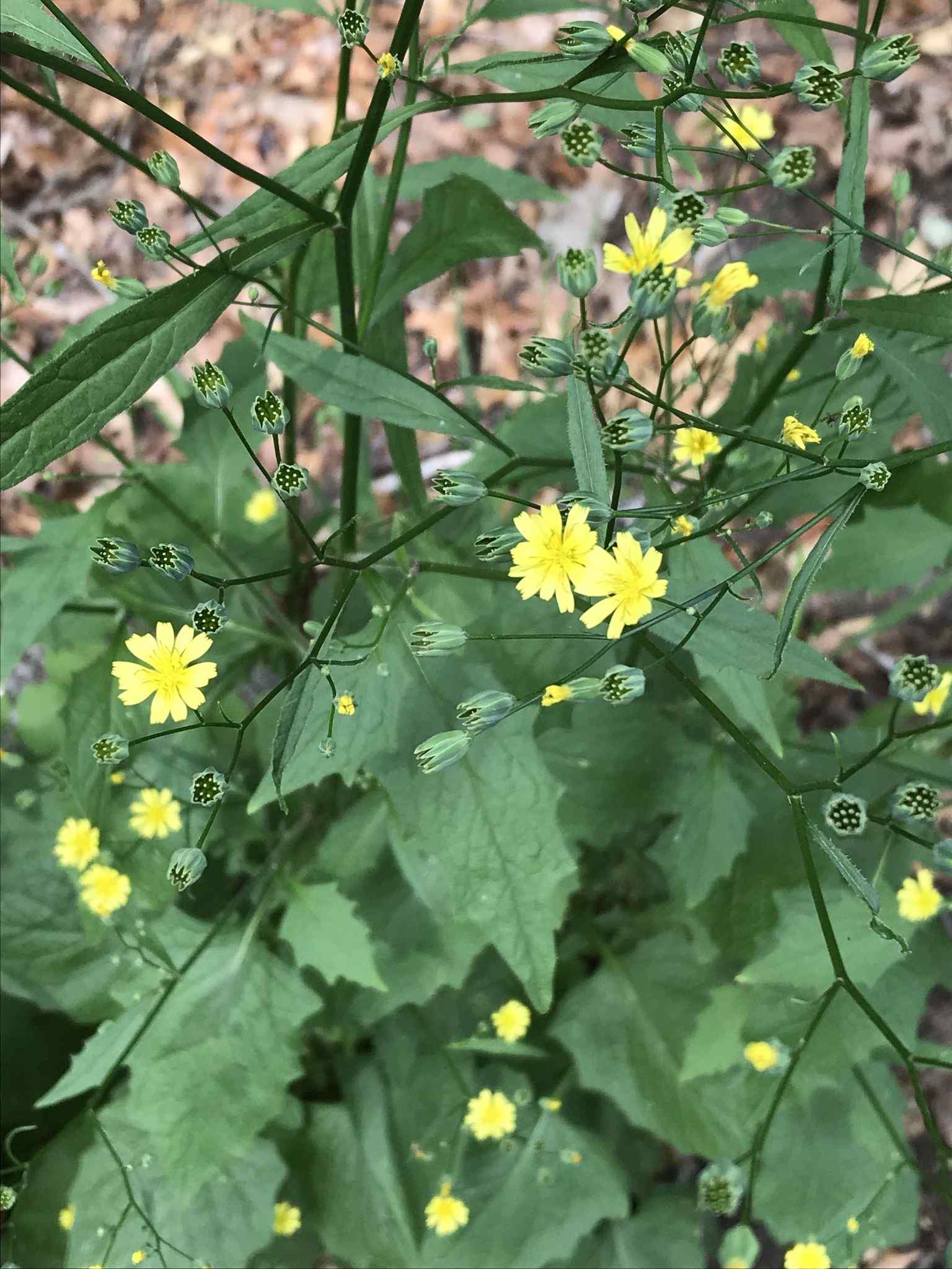 Lapsana communis