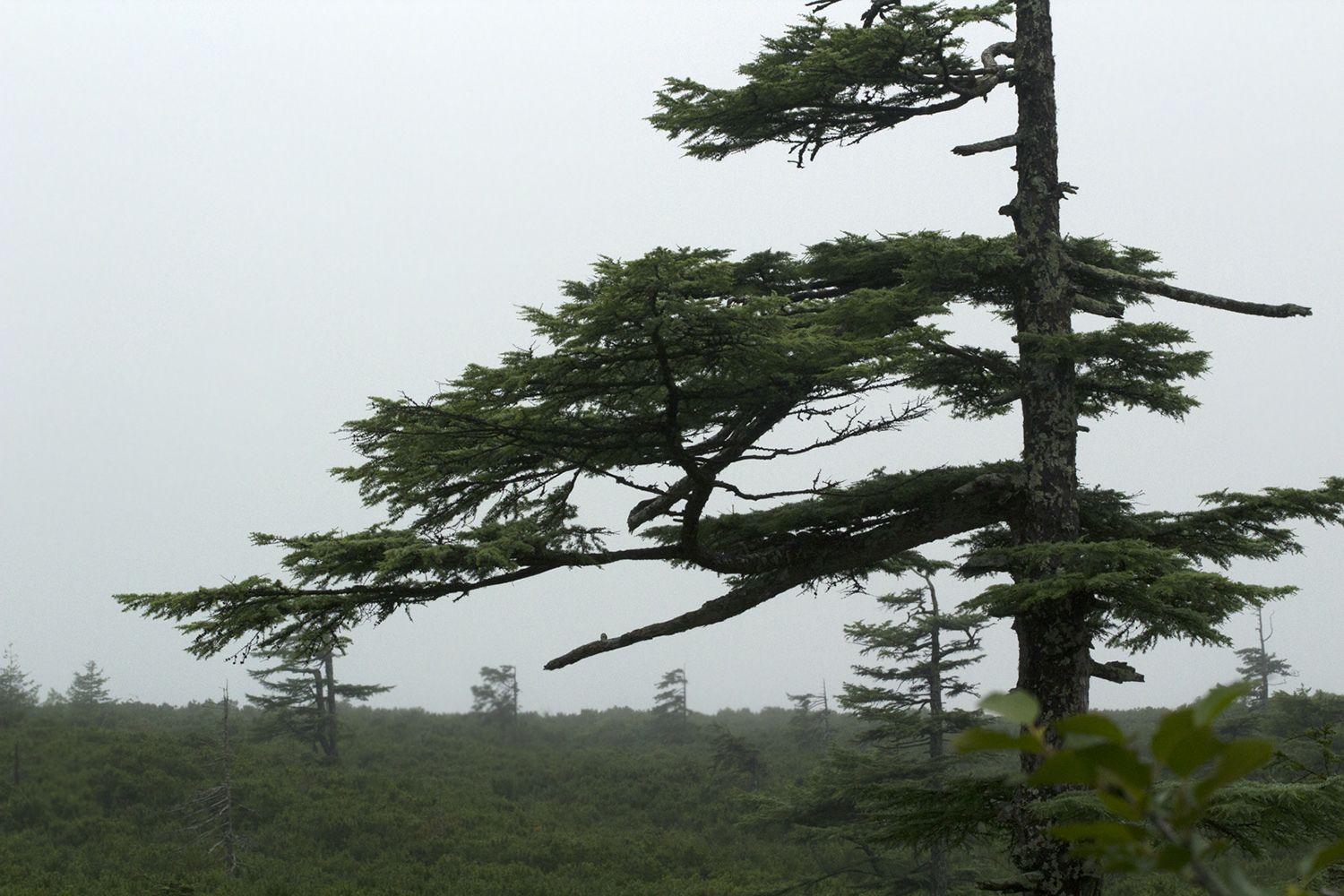Larix gmelinii