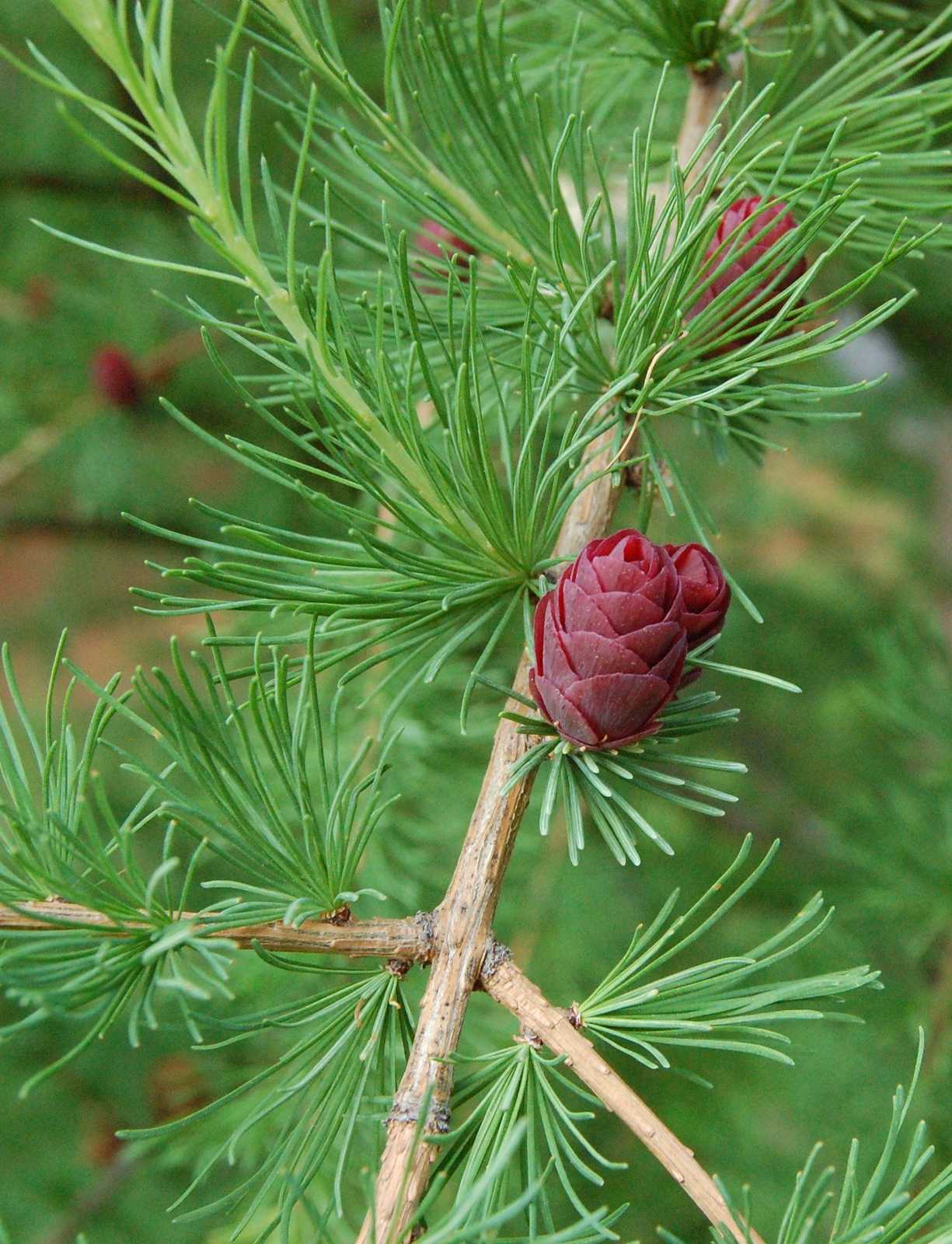 Larix laricina