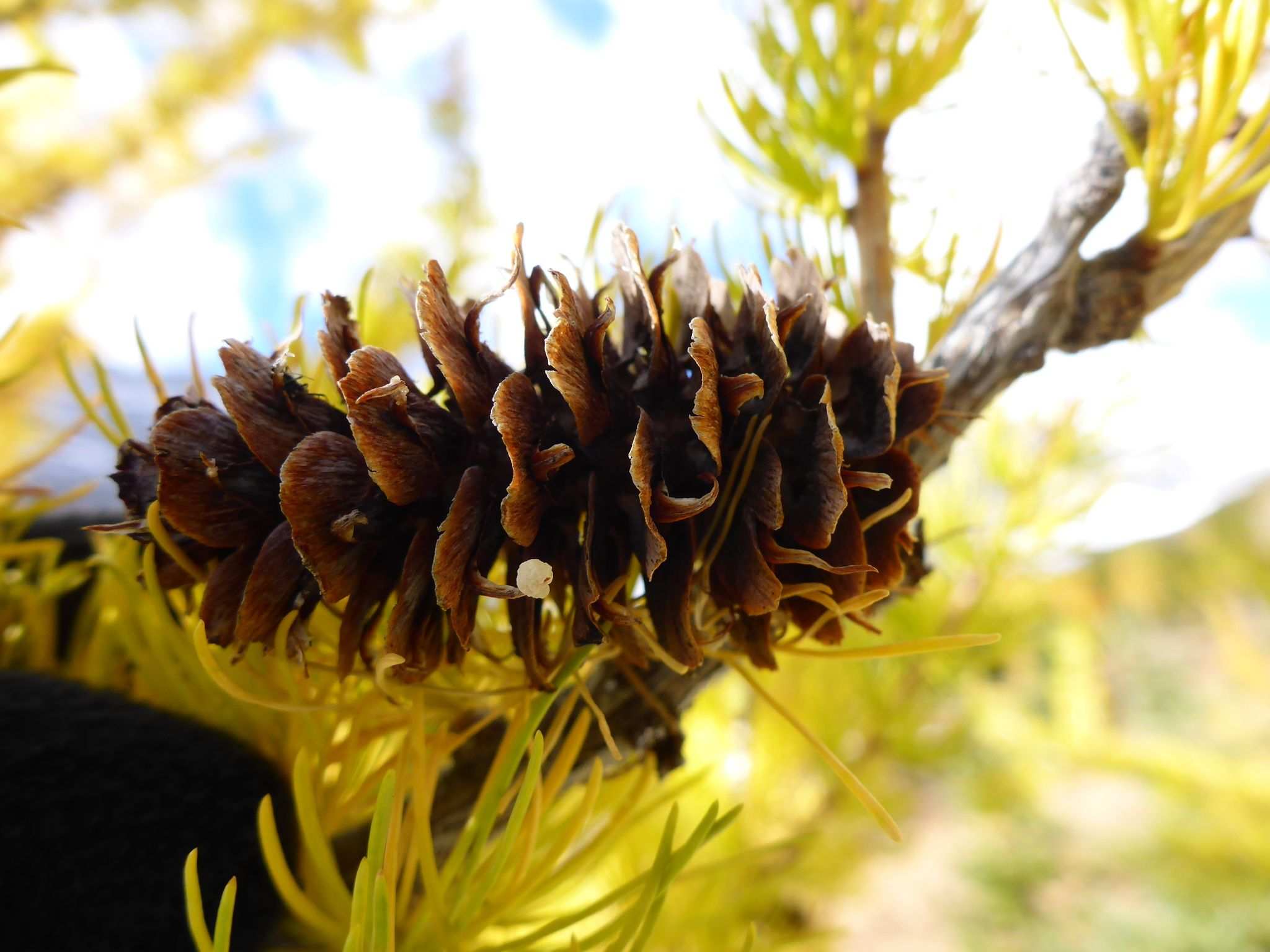 Larix lyallii