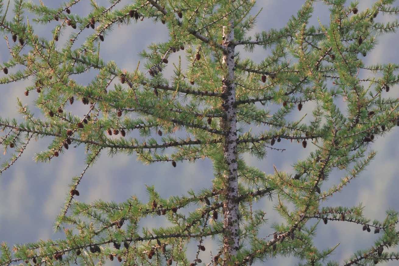 Larix occidentalis
