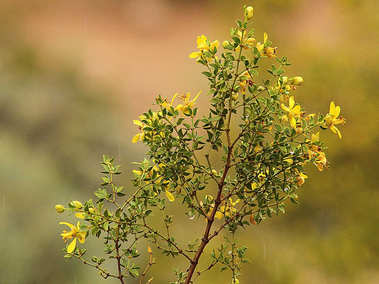 Larrea tridentata