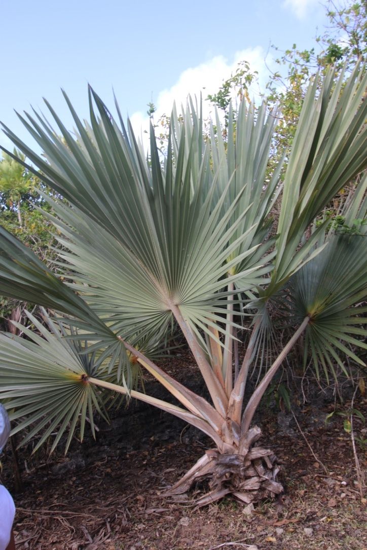 Latania loddigesii
