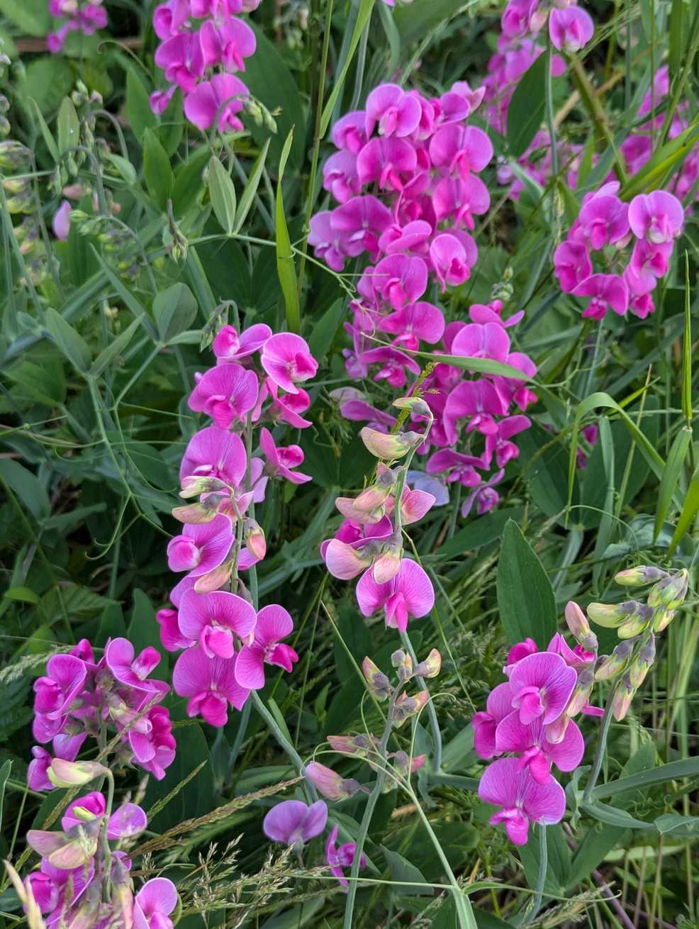 Lathyrus