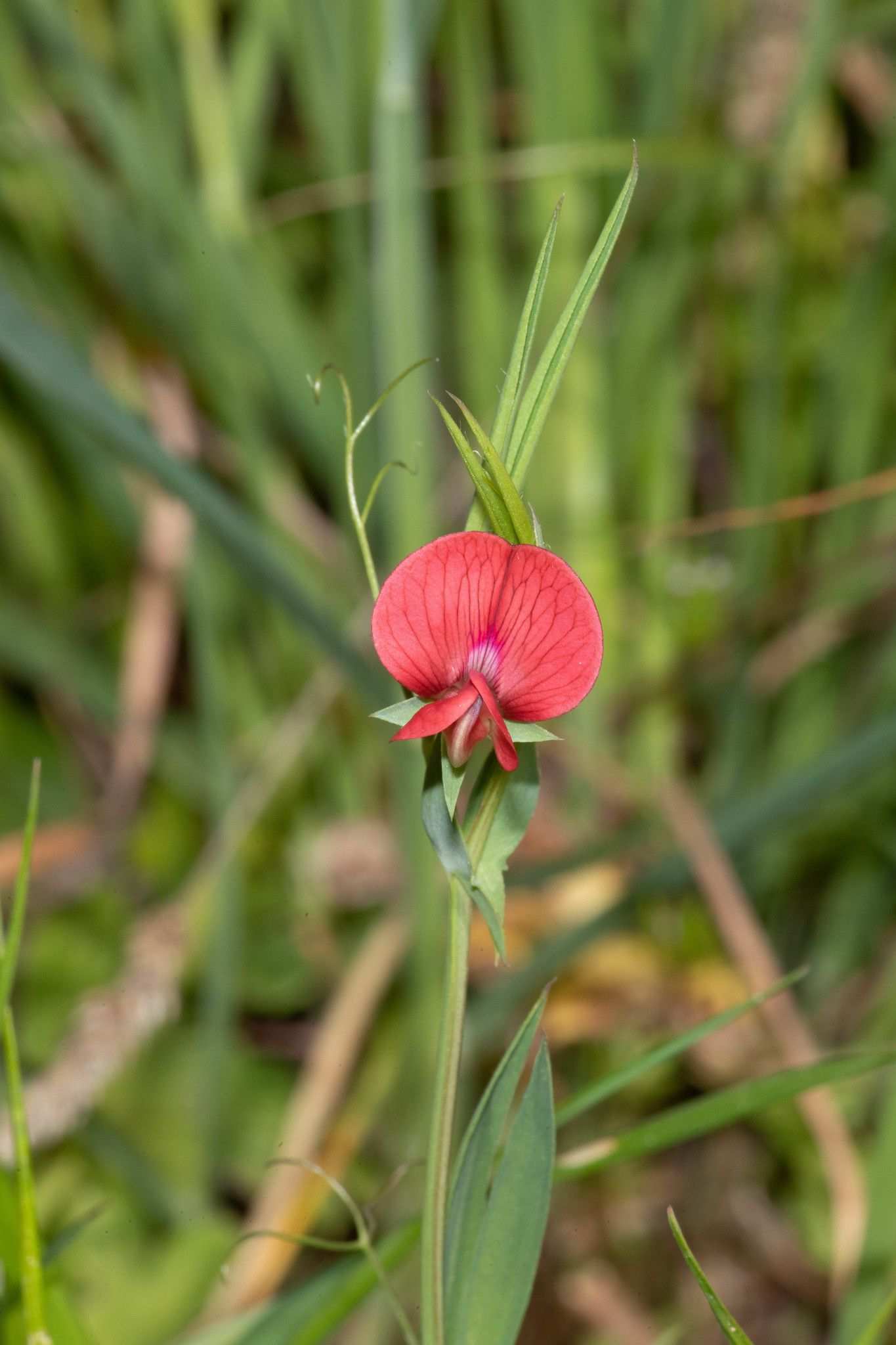 Lathyrus cicera