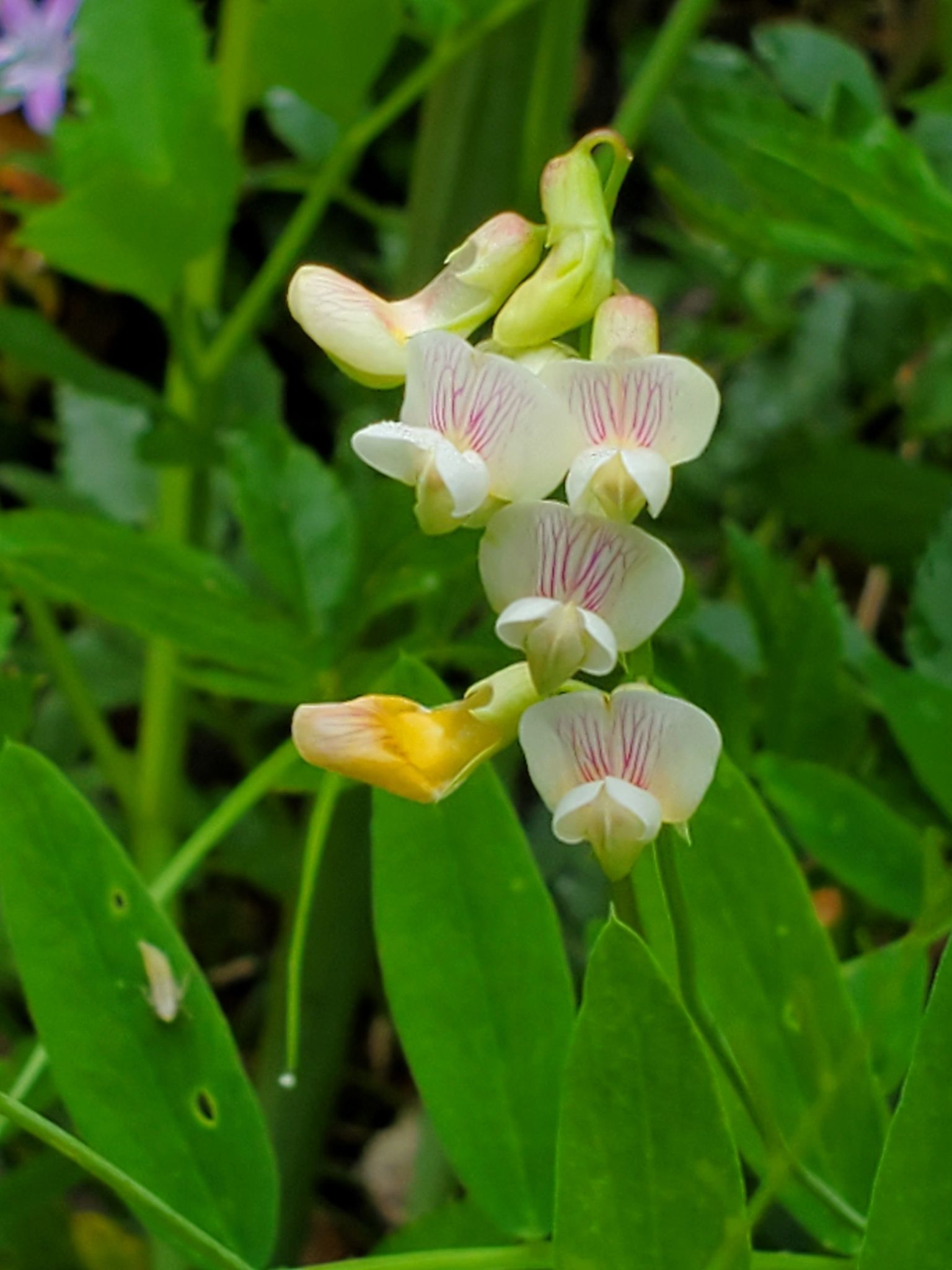 Lathyrus delnorticus