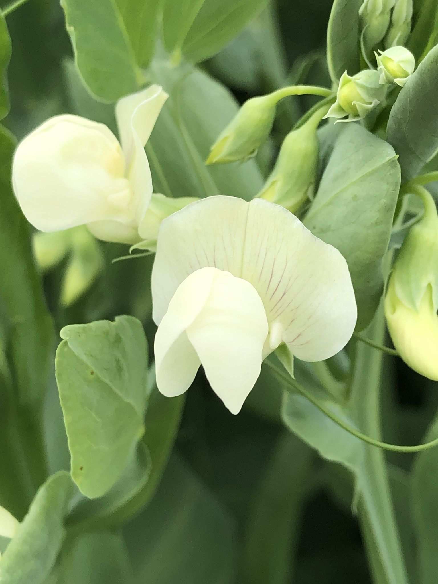 Lathyrus ochrus