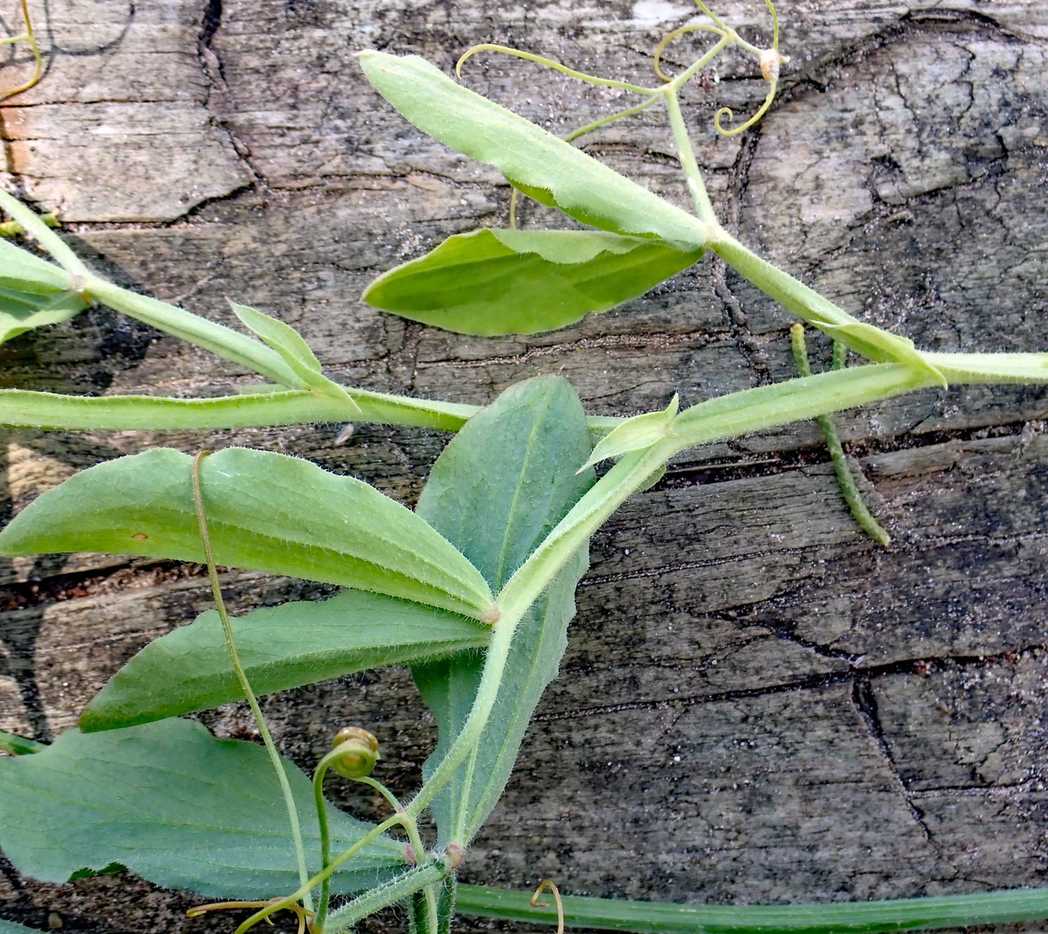 Lathyrus odoratus