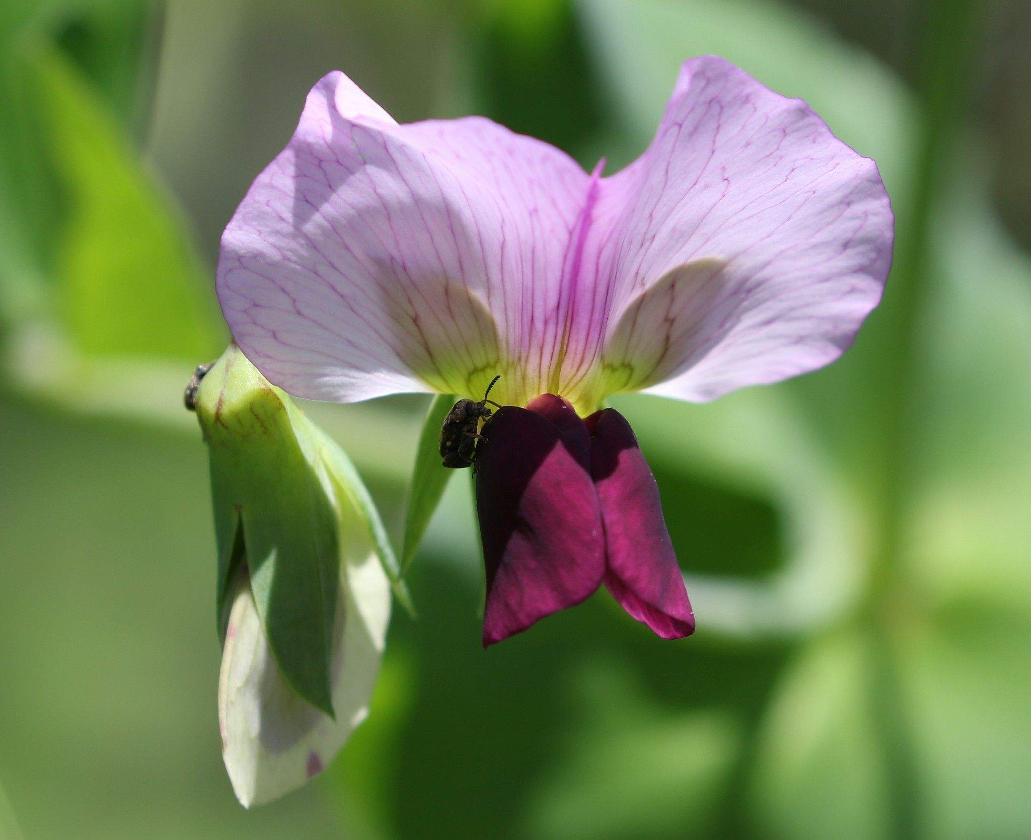 Lathyrus oleraceus