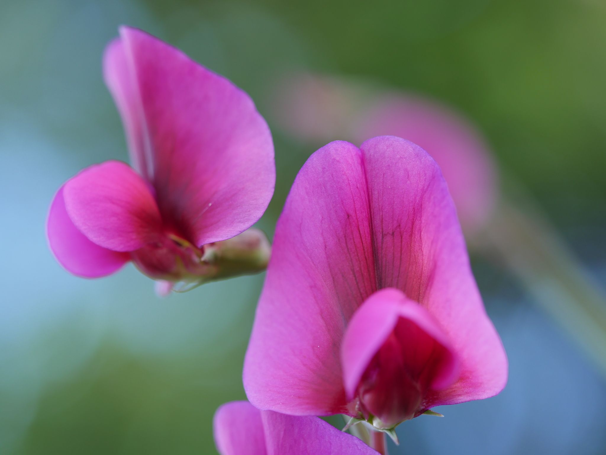 Lathyrus tingitanus