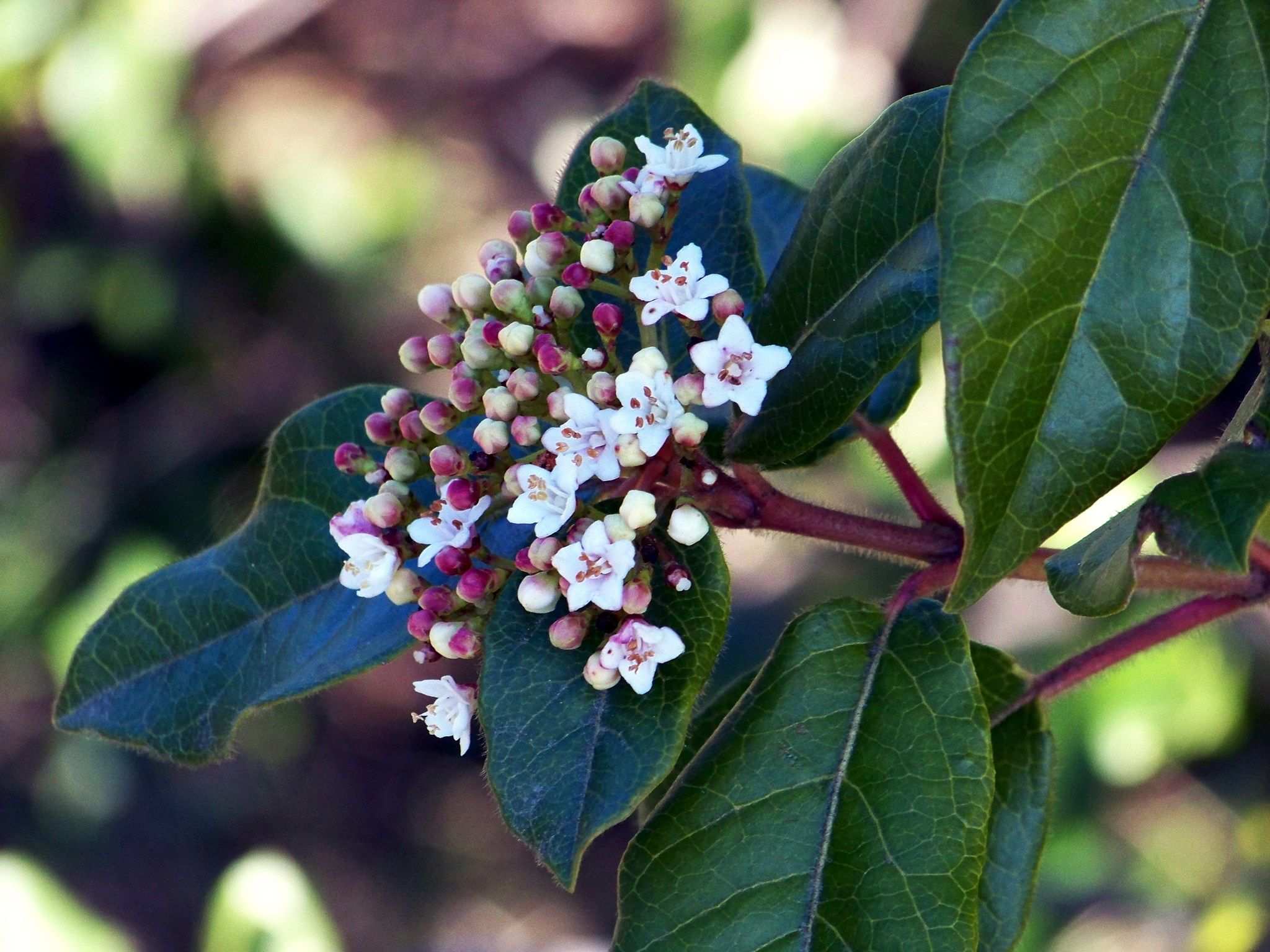 Laurus