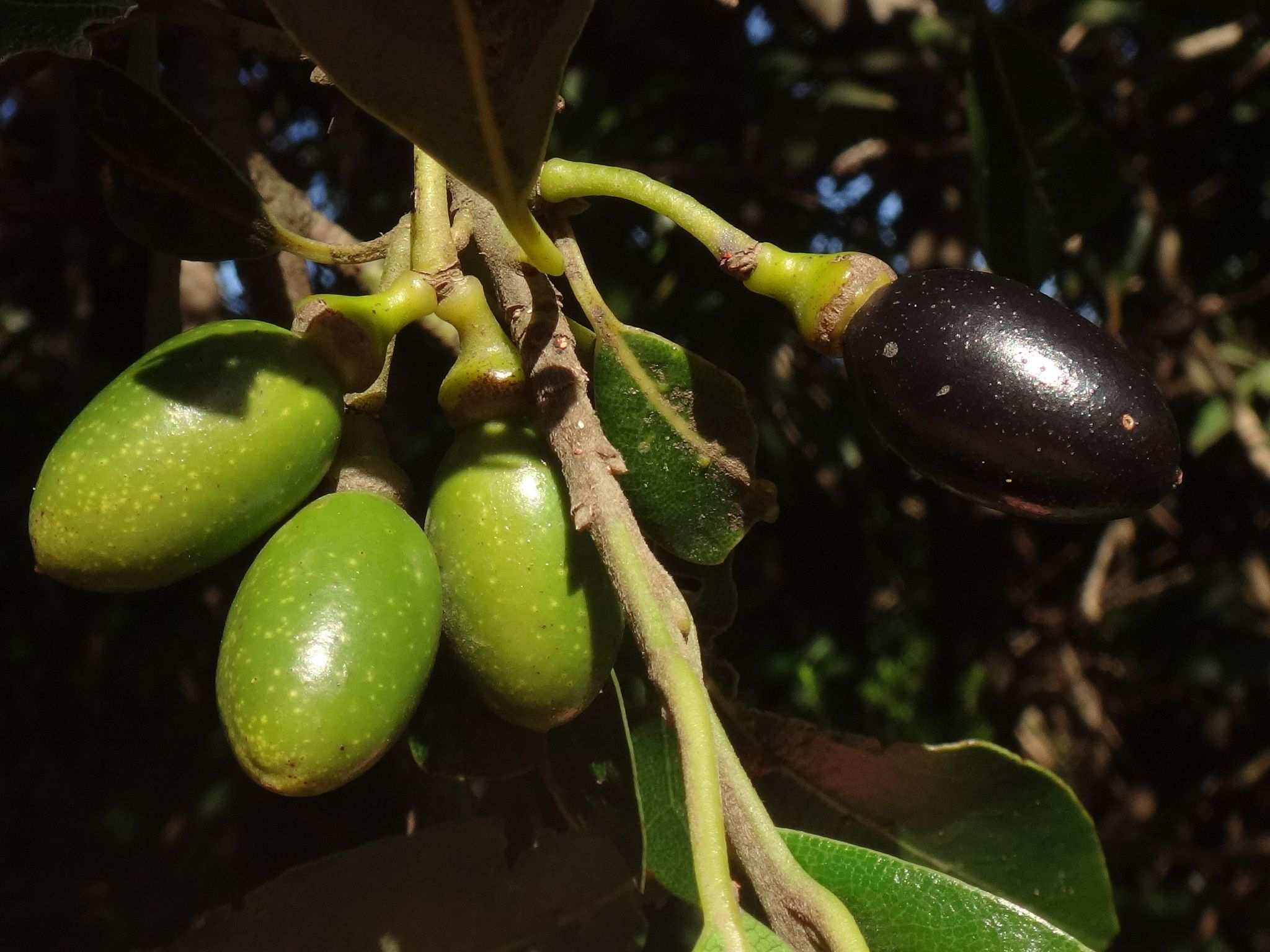 Laurus novocanariensis