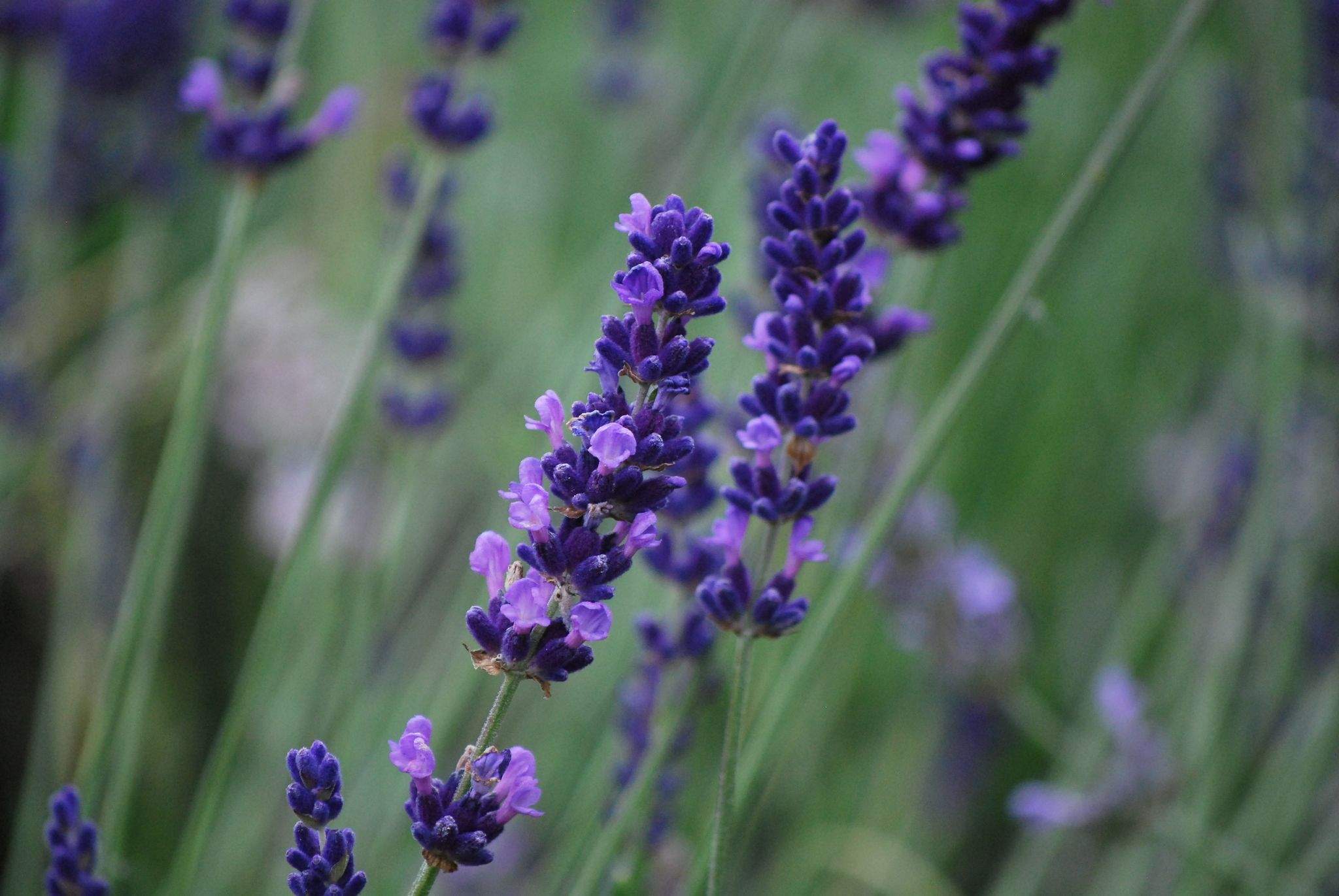 Lavandula angustifolia