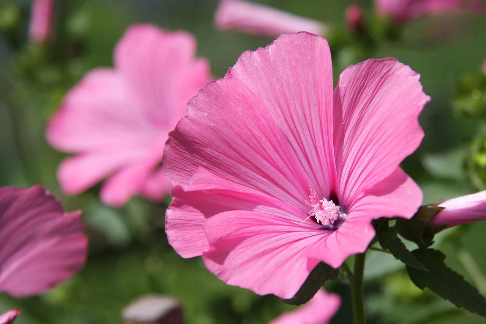 Lavatera trimestris