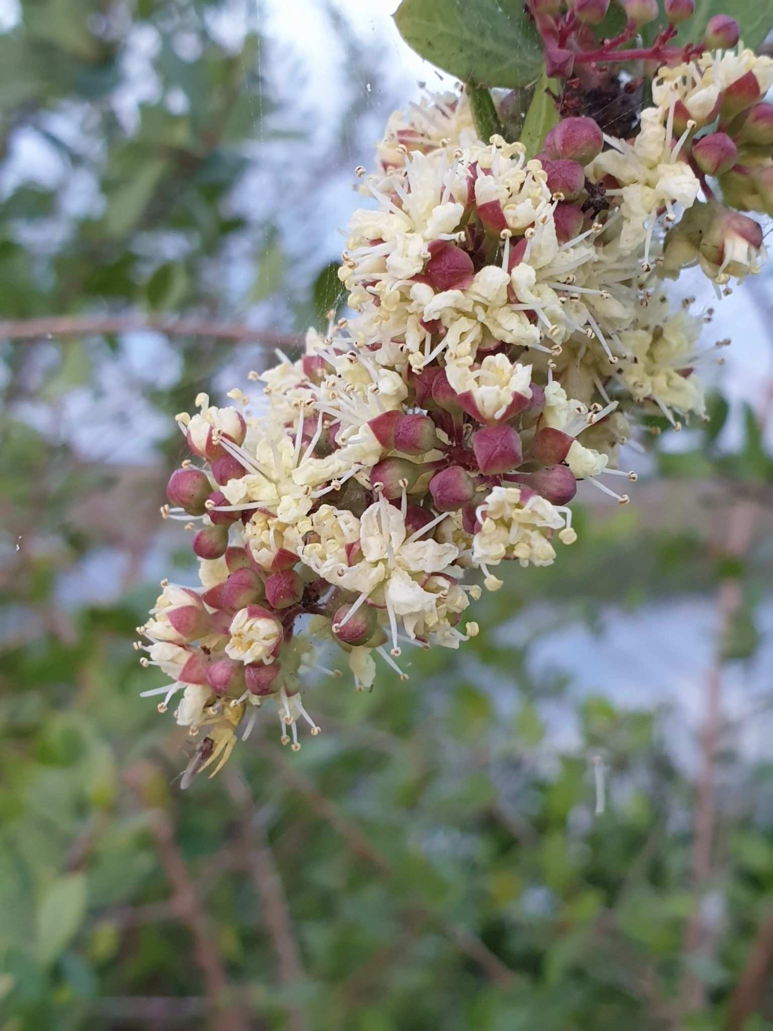 Lawsonia inermis