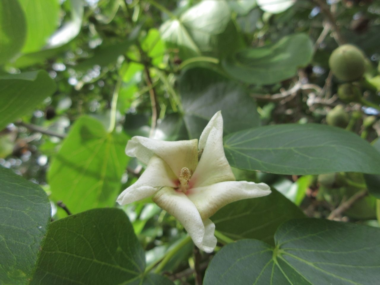 Lebronnecia kokioides