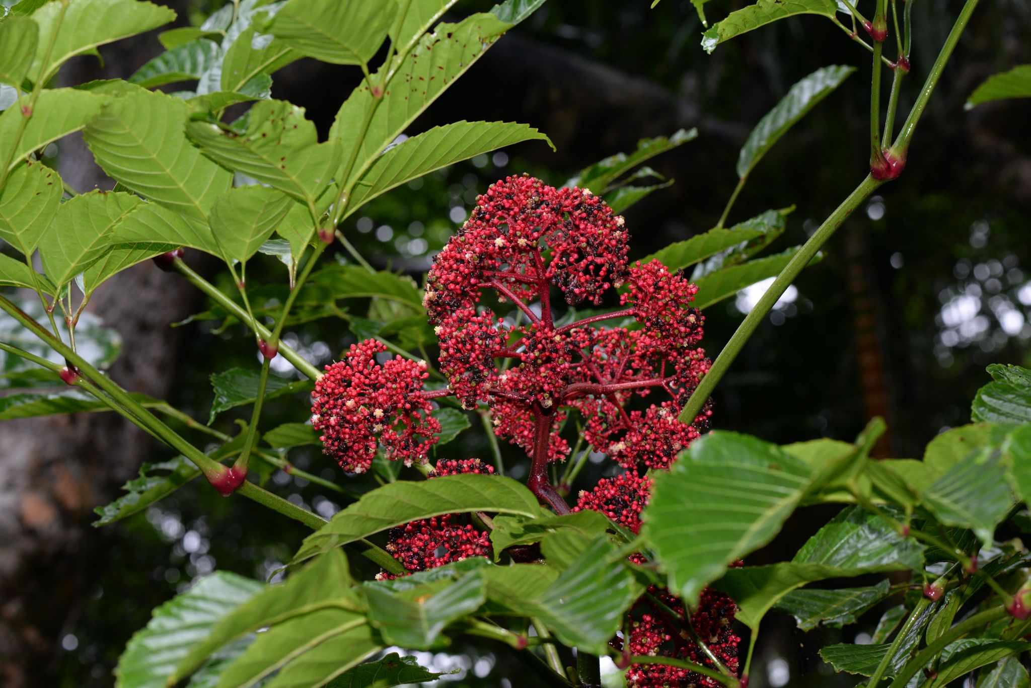 Leea coccinea