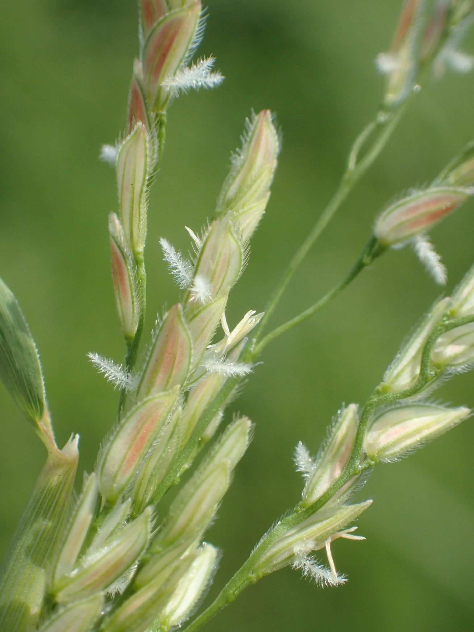 Leersia hexandra