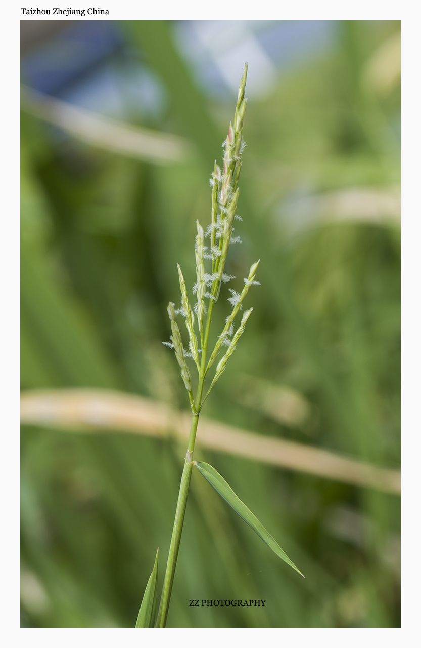 Leersia japonica