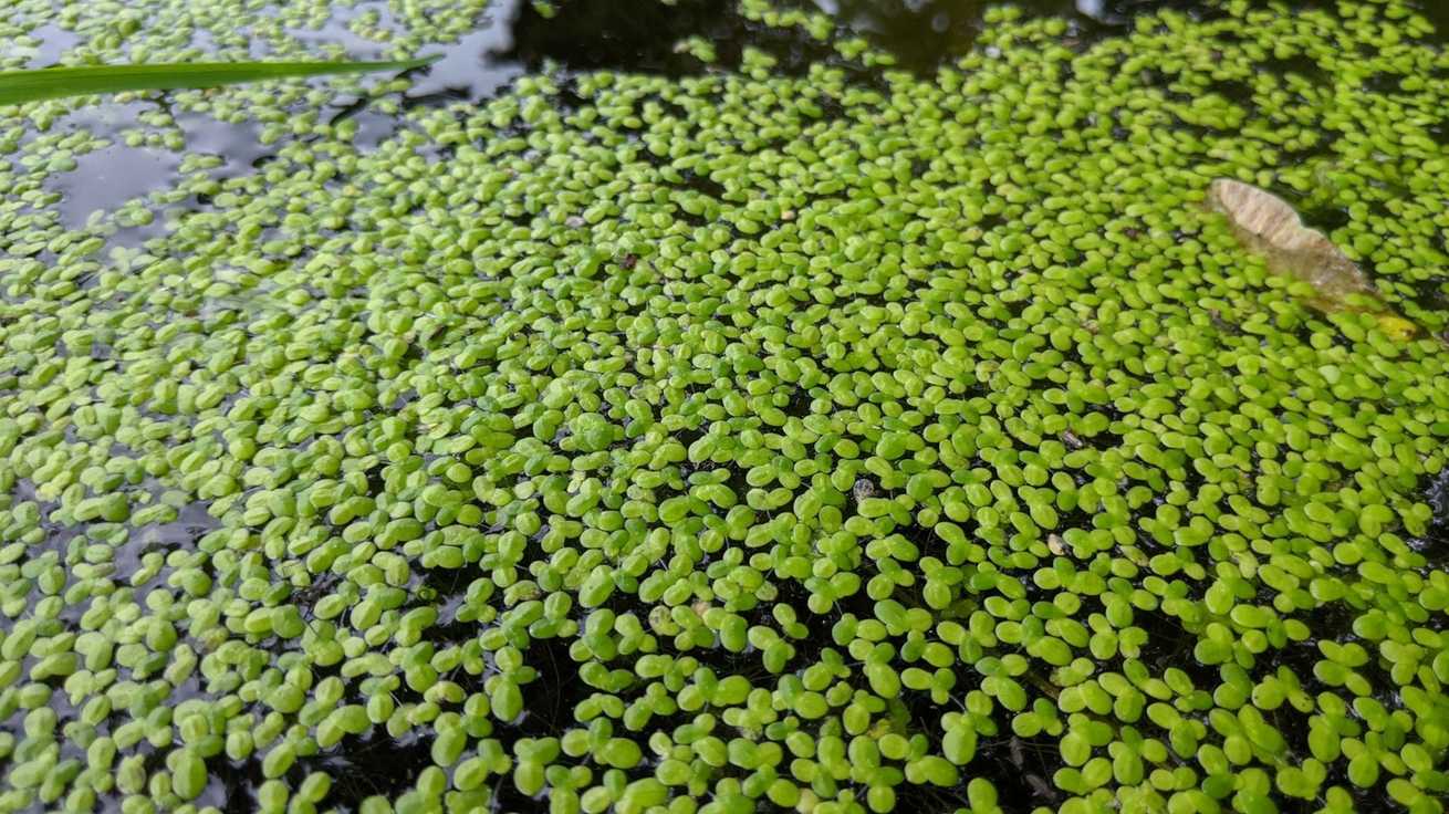 Lemna minor