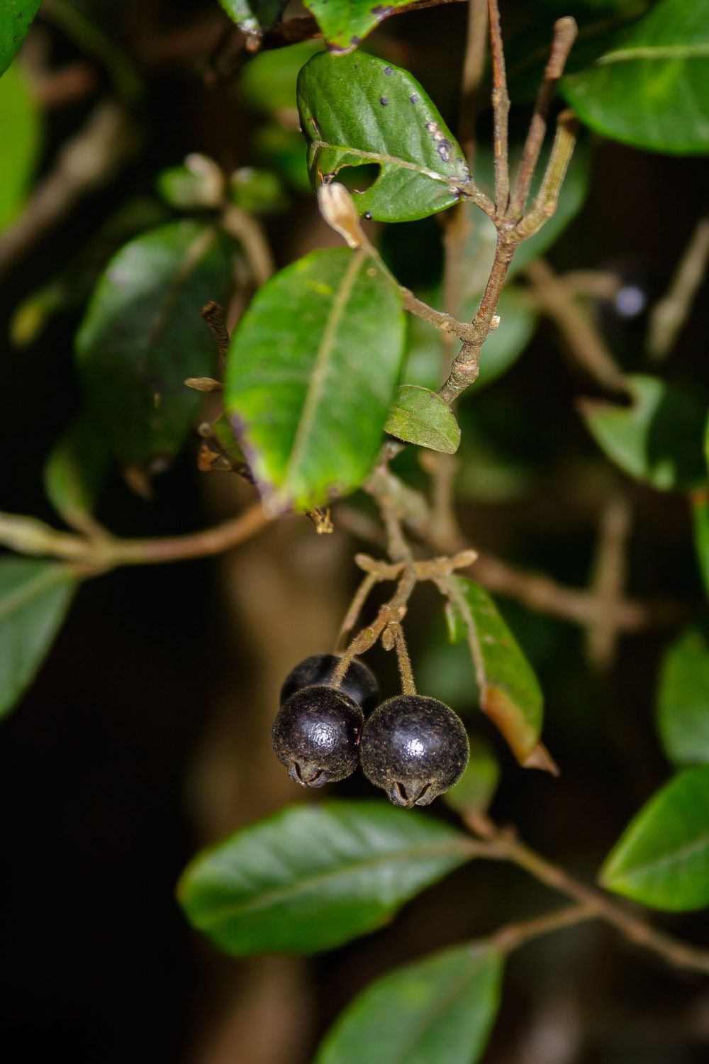 Lenwebbia prominens