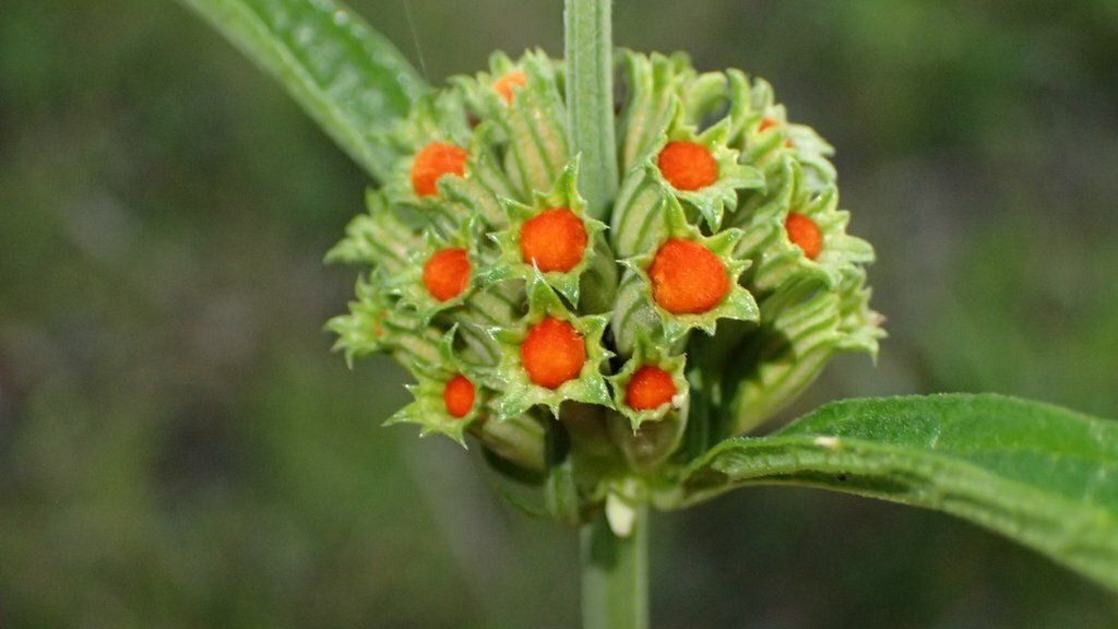 Leonotis leonurus
