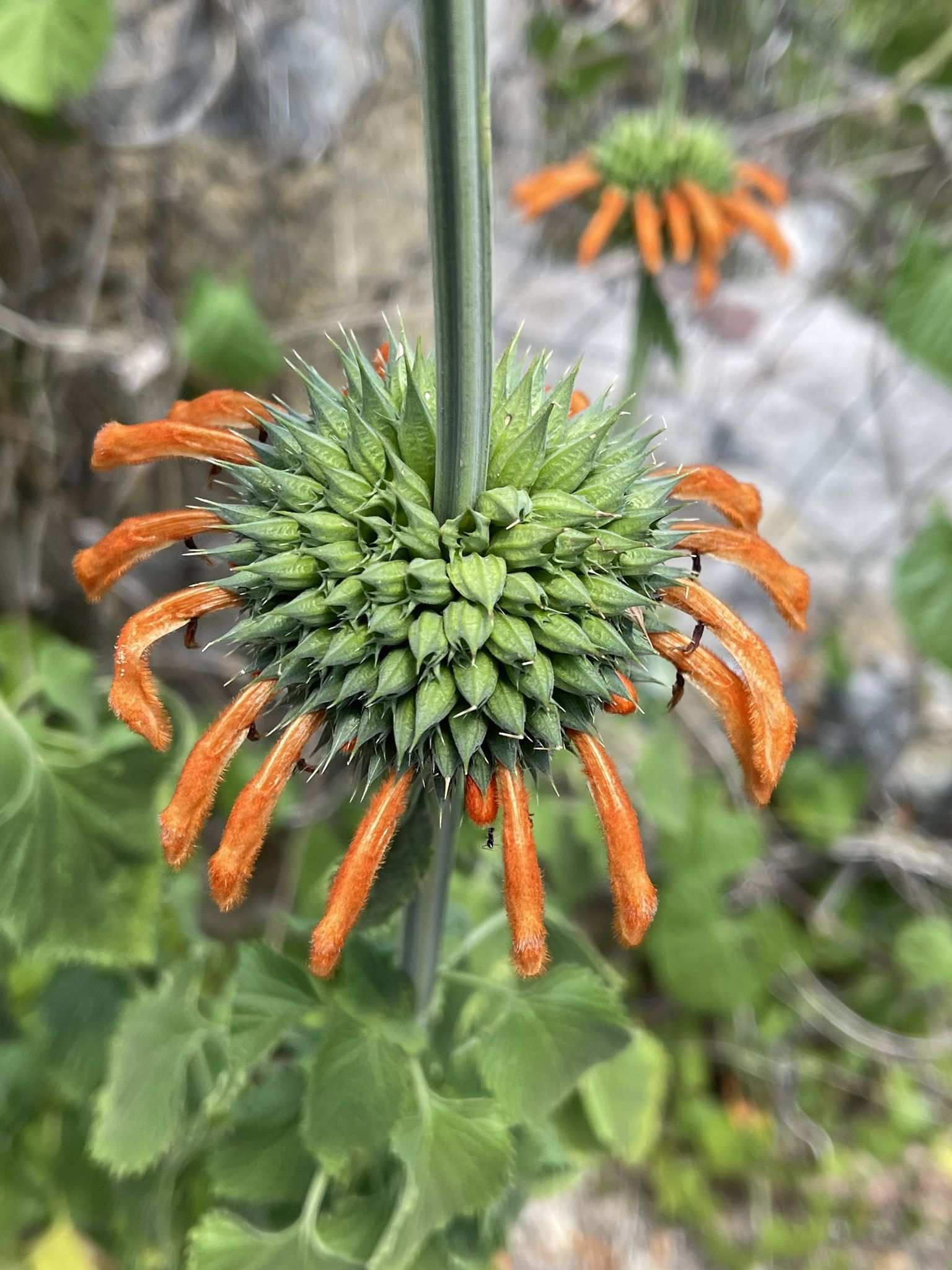 Leonotis nepetifolia