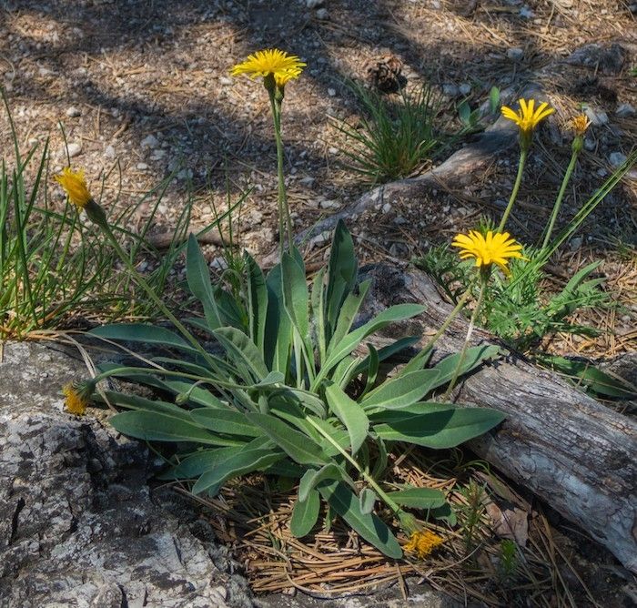 Leontodon incanus