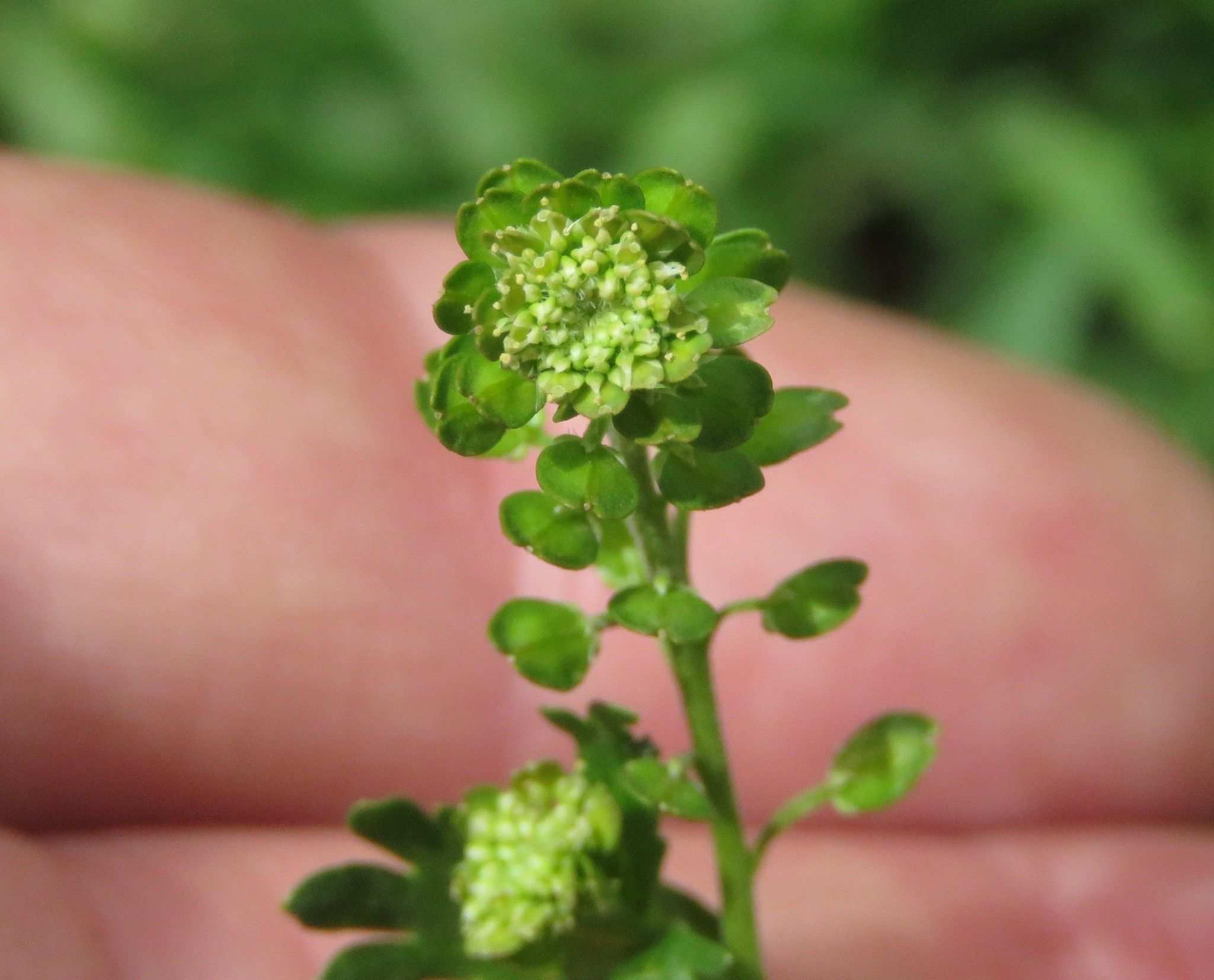 Lepidium bipinnatifidum