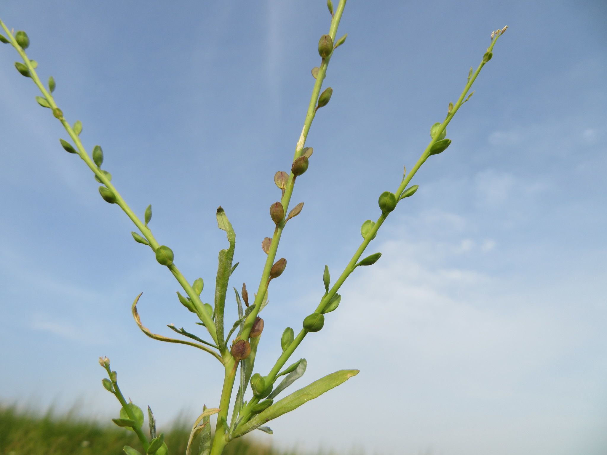 Lepidium sp.