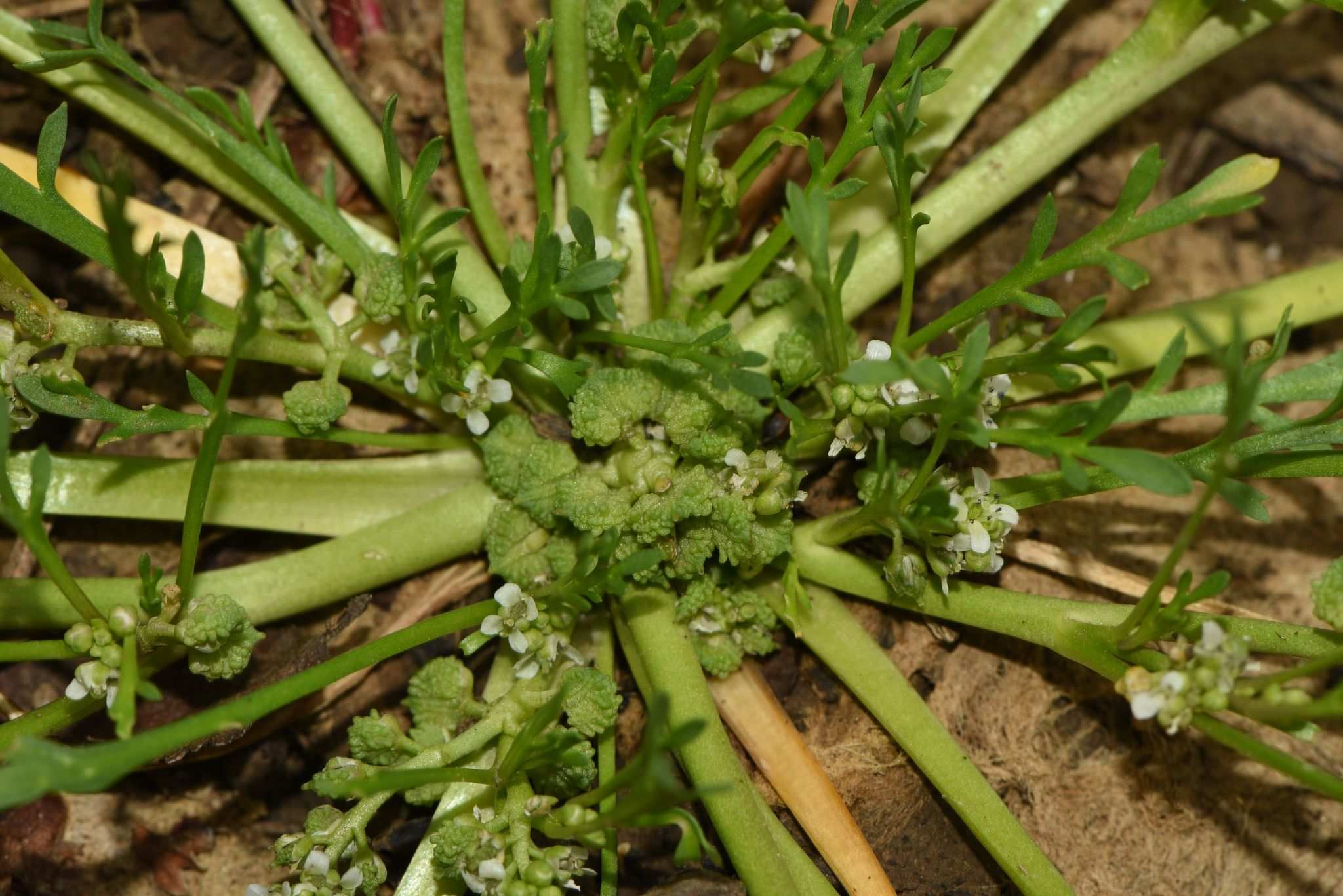 Lepidium squamatum