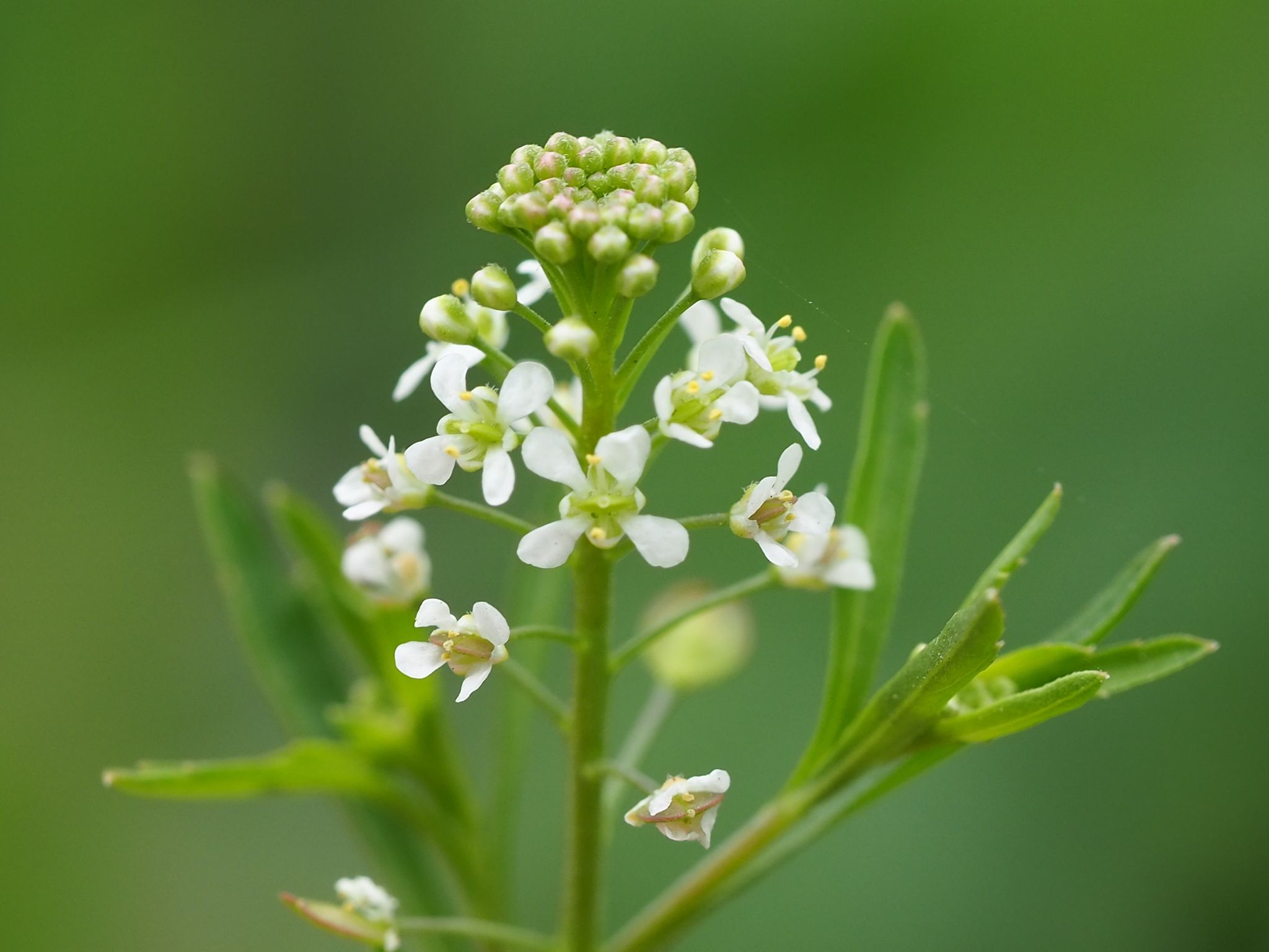 Lepidium virginicum