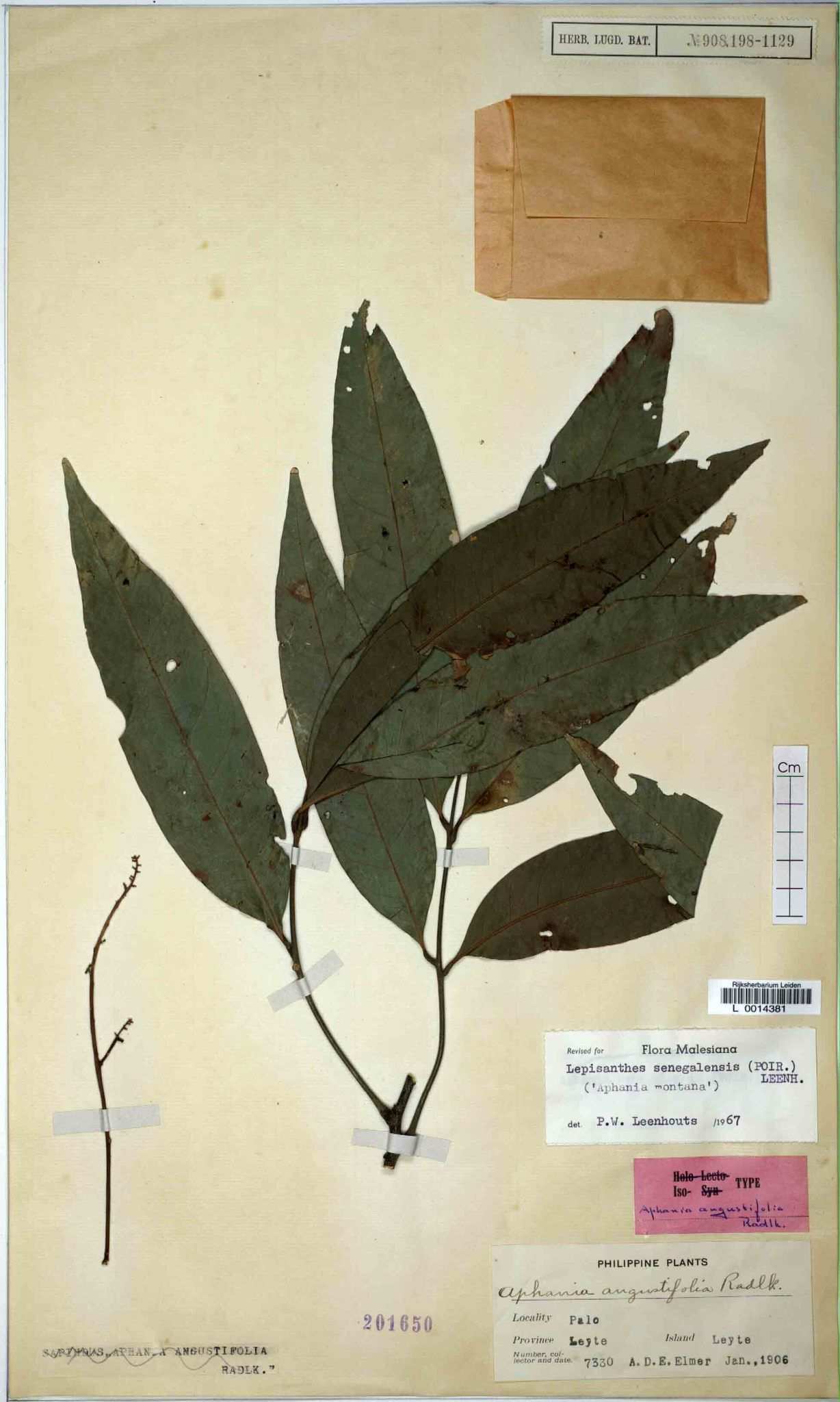 Lepisanthes senegalensis